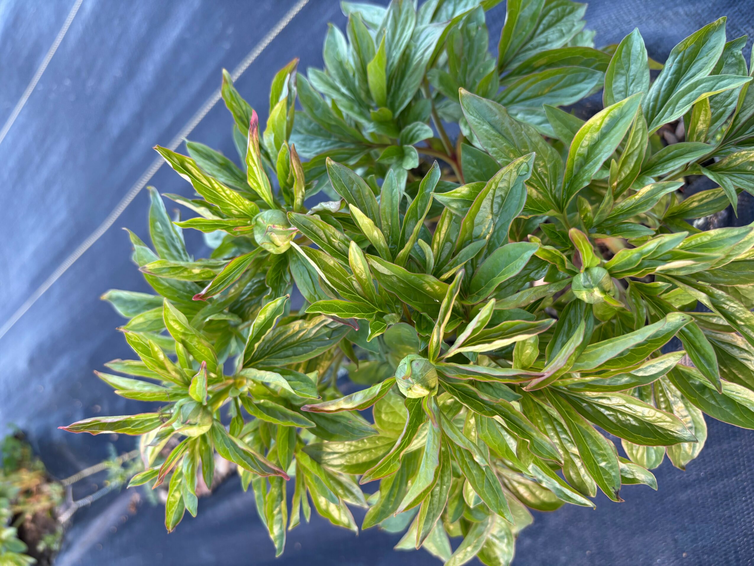 Green leafy plant with elongated leaves, some with yellowish edges, growing densely.