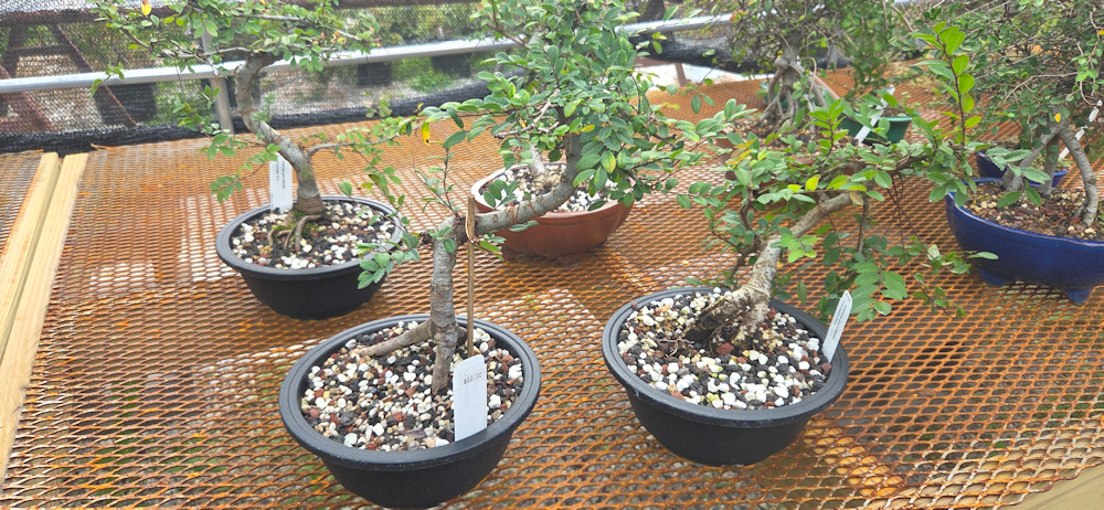 Several potted plants on a wooden surface with a railing and greenery in the background.