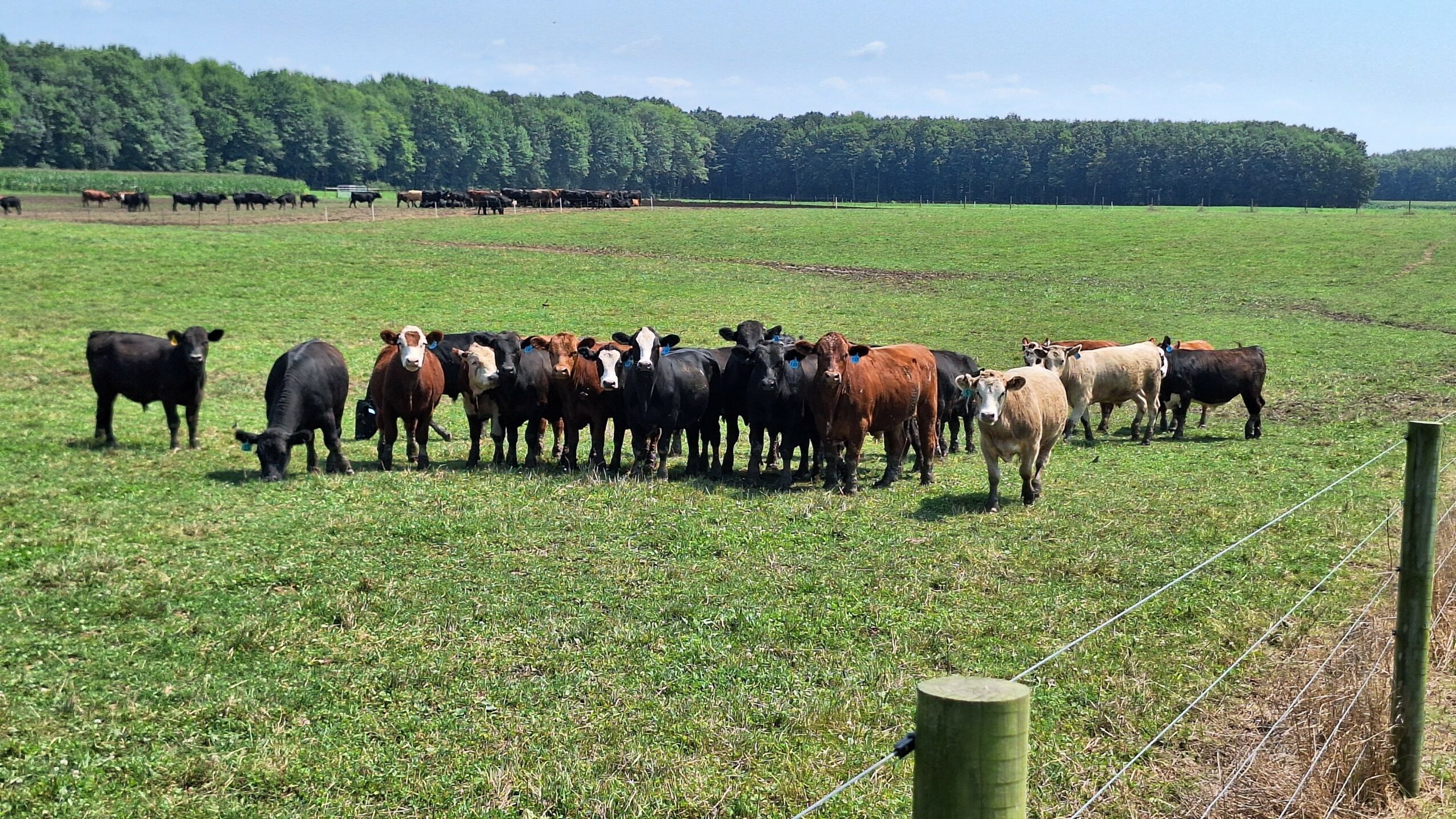 Group of cattle standing on green pasture with trees and a blue sky in the background.