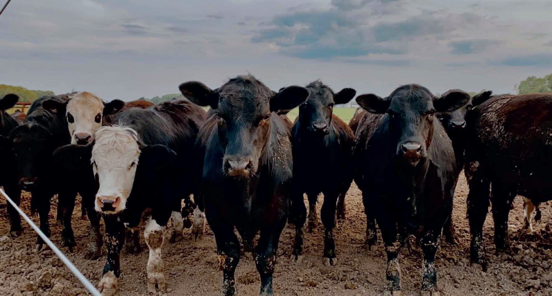 Group of cows standing on dirt field under cloudy sky, facing forward.
