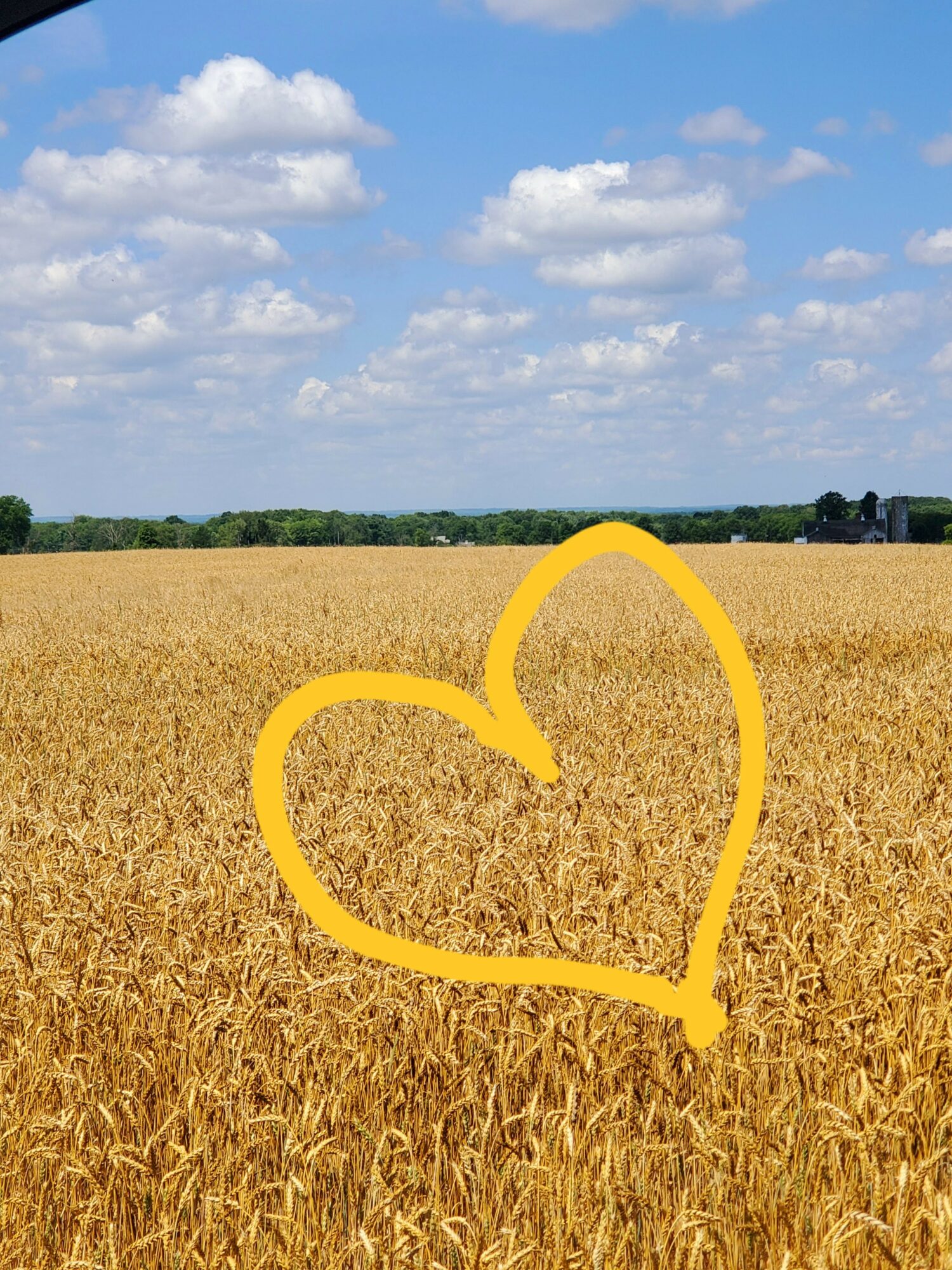 Golden wheat field under blue sky with white clouds, yellow heart outline drawn over the field.