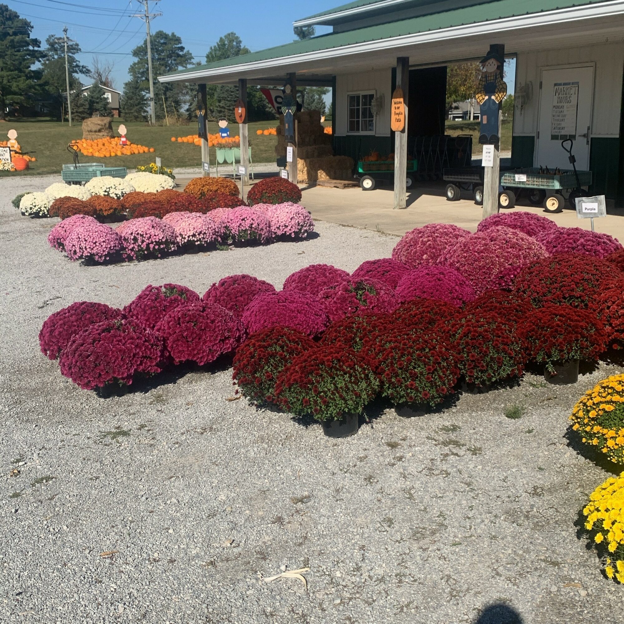 Colorful flower display with pink, purple, white, and yellow chrysanthemums outside a building under a clear sky.