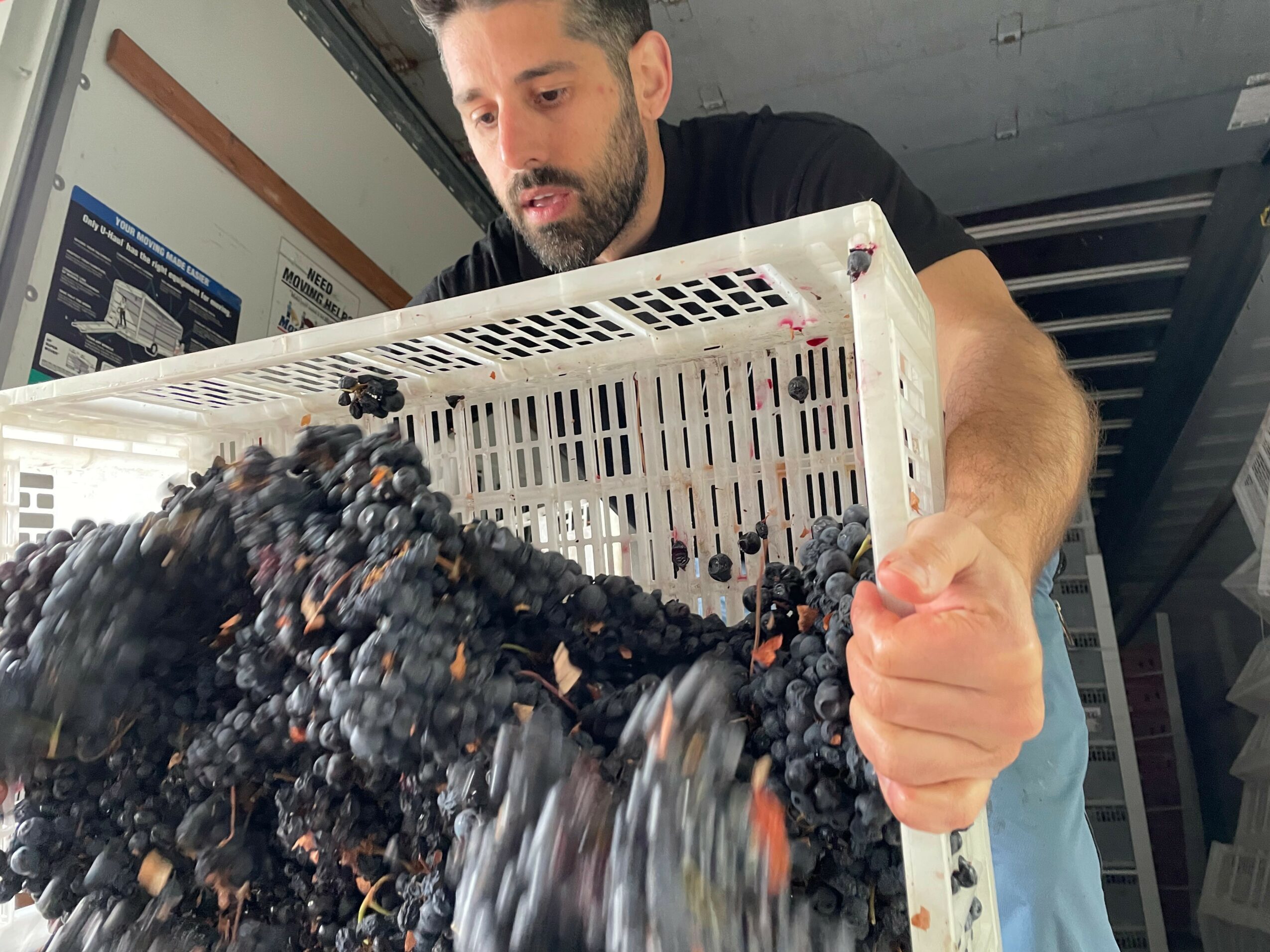 Man holding a white crate filled with dark grapes, inspecting them closely in an indoor setting.