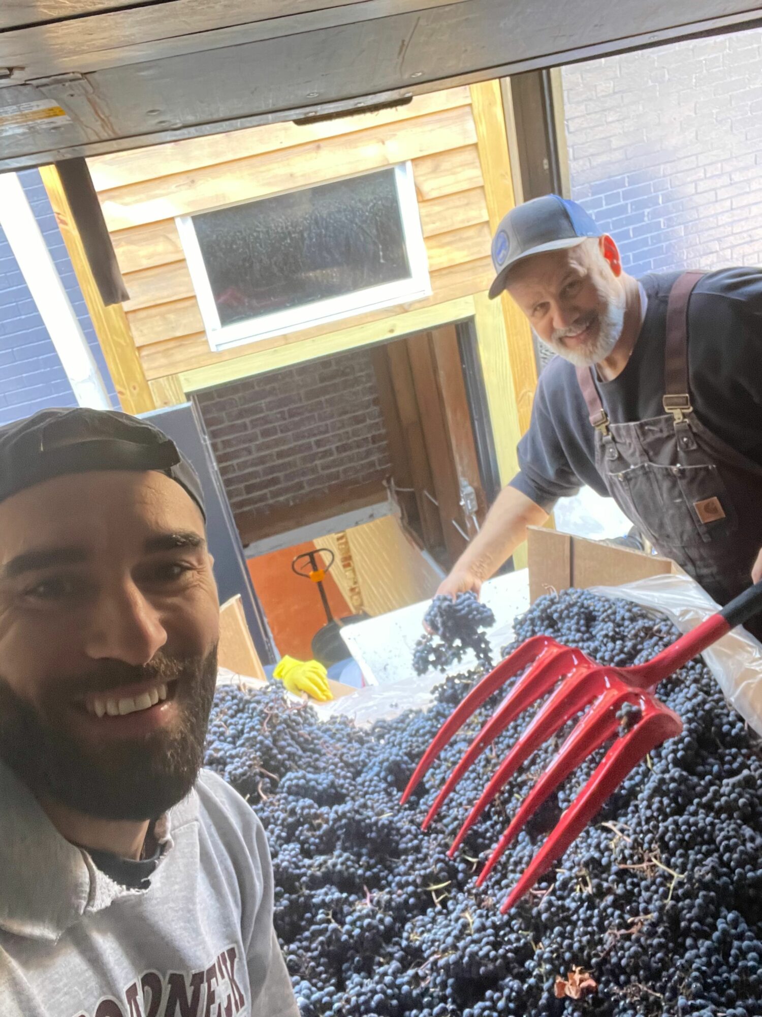 Person smiling with a beard taking a selfie, with a red rake and a pile of blueberries in the background.