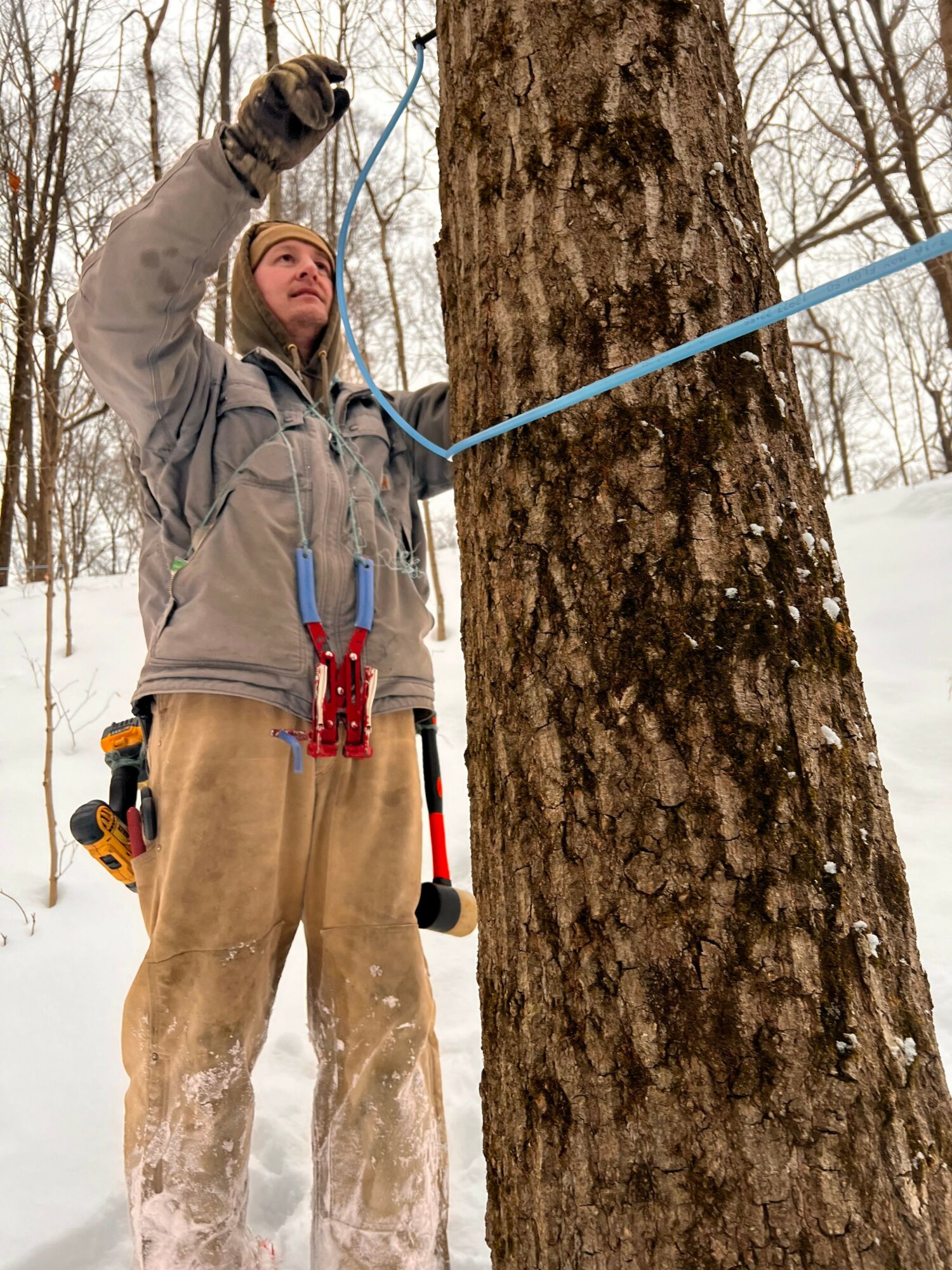 Person climbing a tree with safety gear, holding onto the trunk, outdoors in winter.