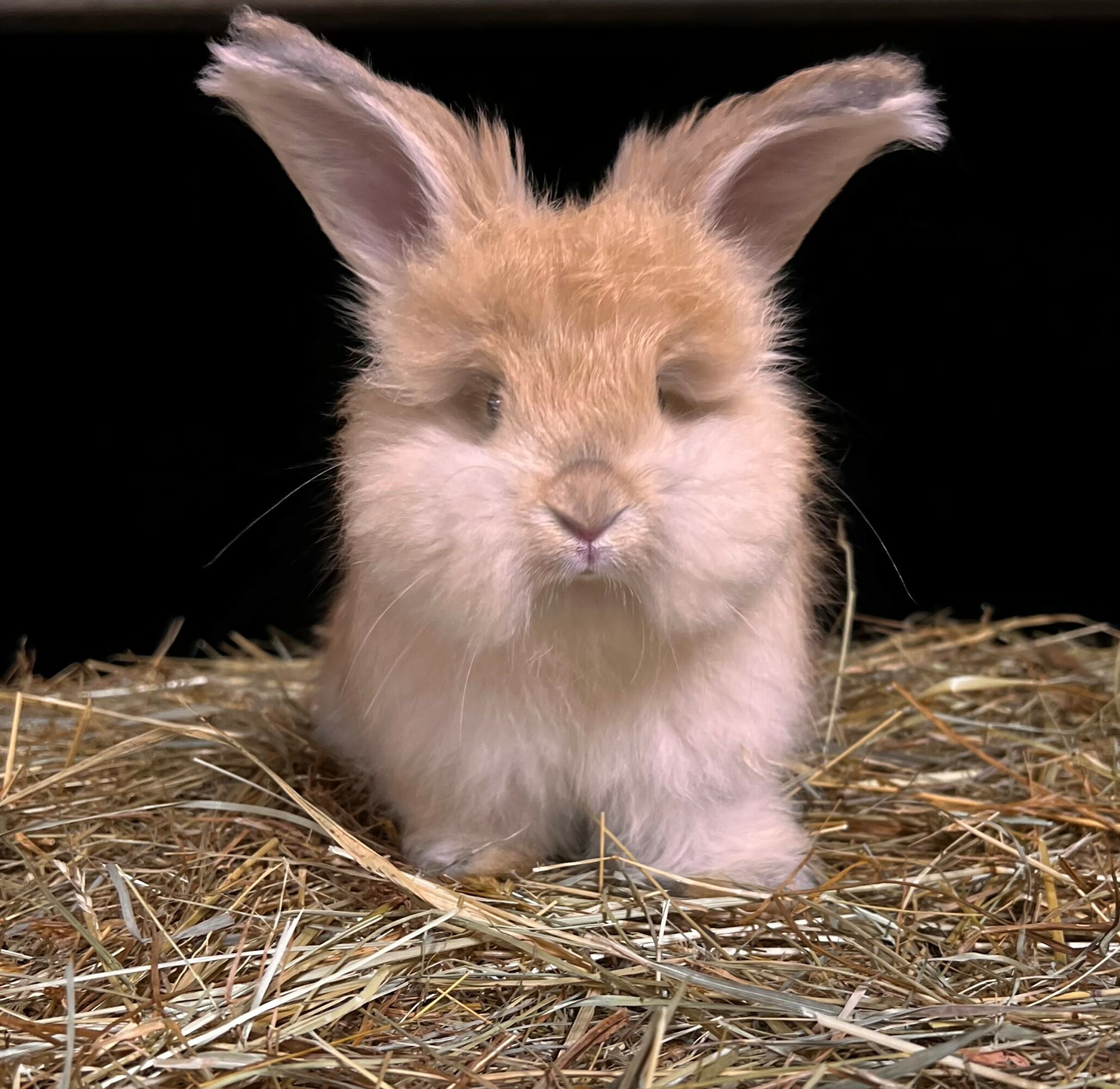 Young rabbit with large ears sitting on hay, facing forward, black background.