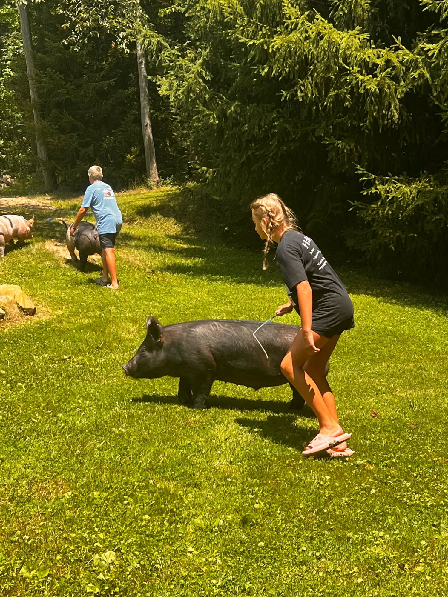 Person bending over a pig on a grassy field with trees in the background, another person nearby, sunny day.