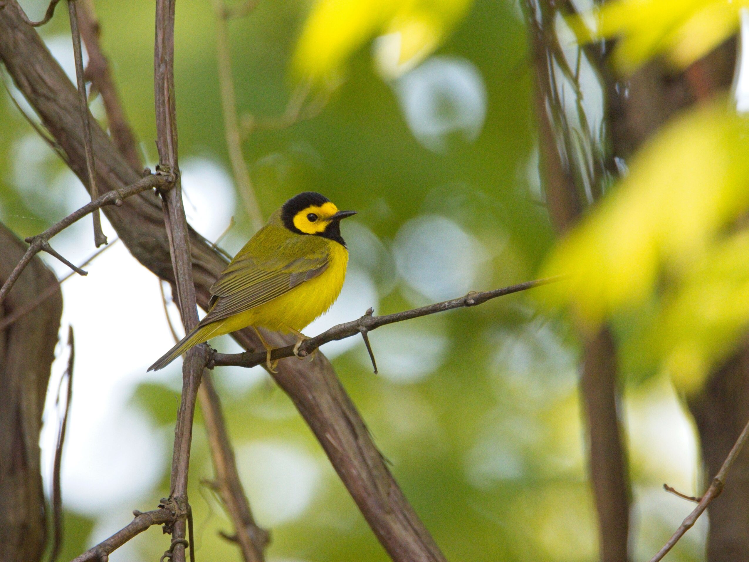 Small yellow and black bird perched on a branch among green leaves, with blurred background