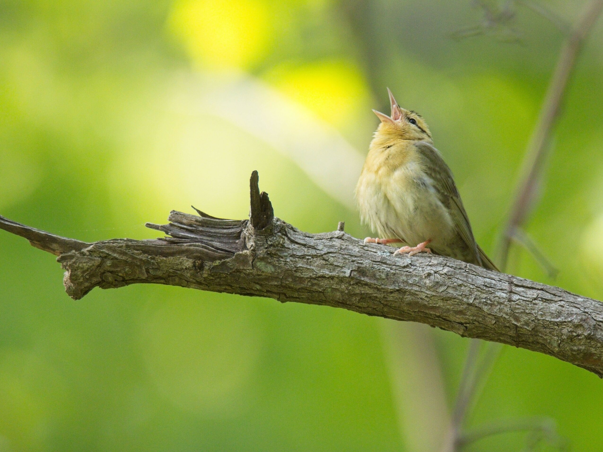 Small bird perched on a horizontal tree branch with a blurred green background.