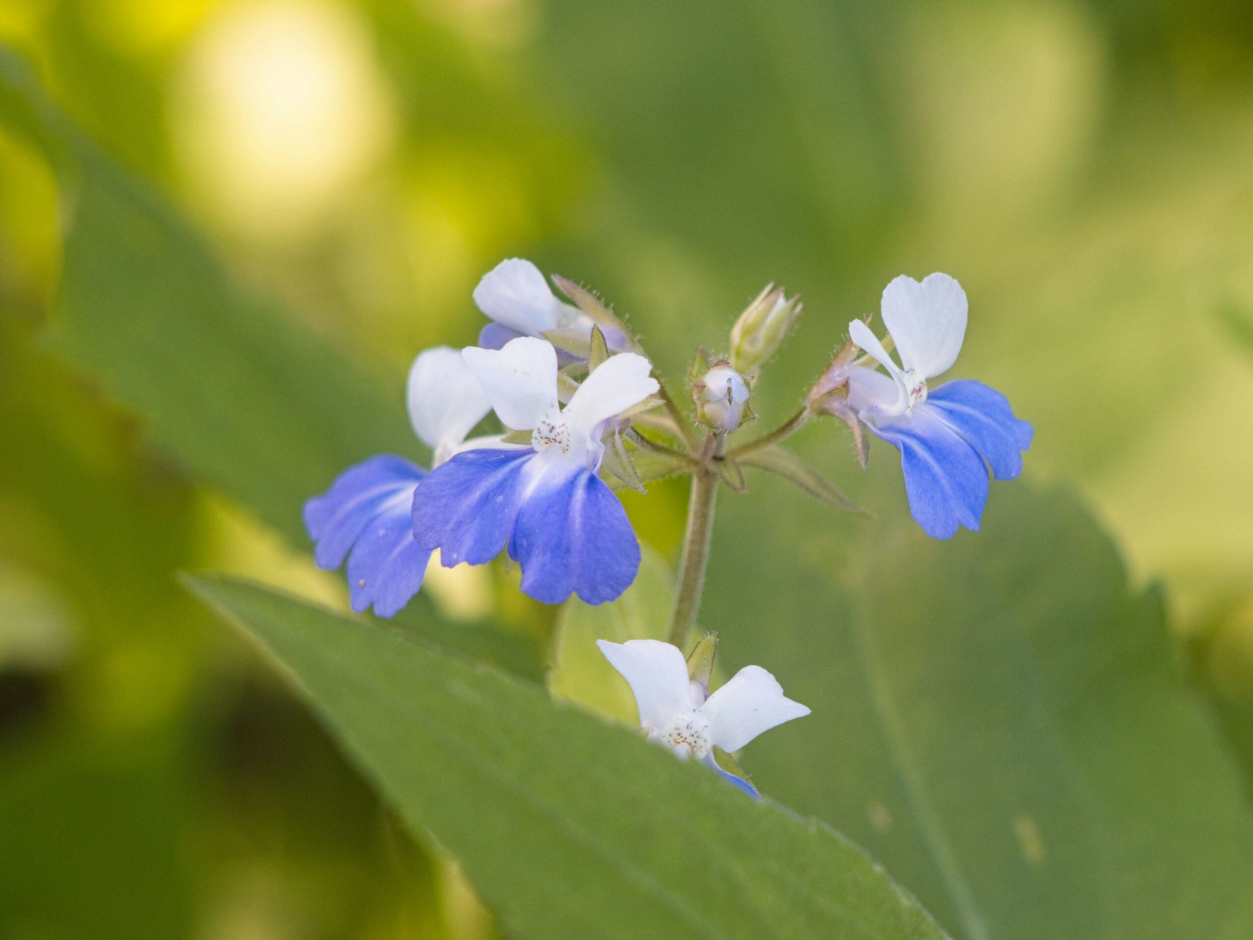 Cluster of small white and blue flowers with green leaves in background