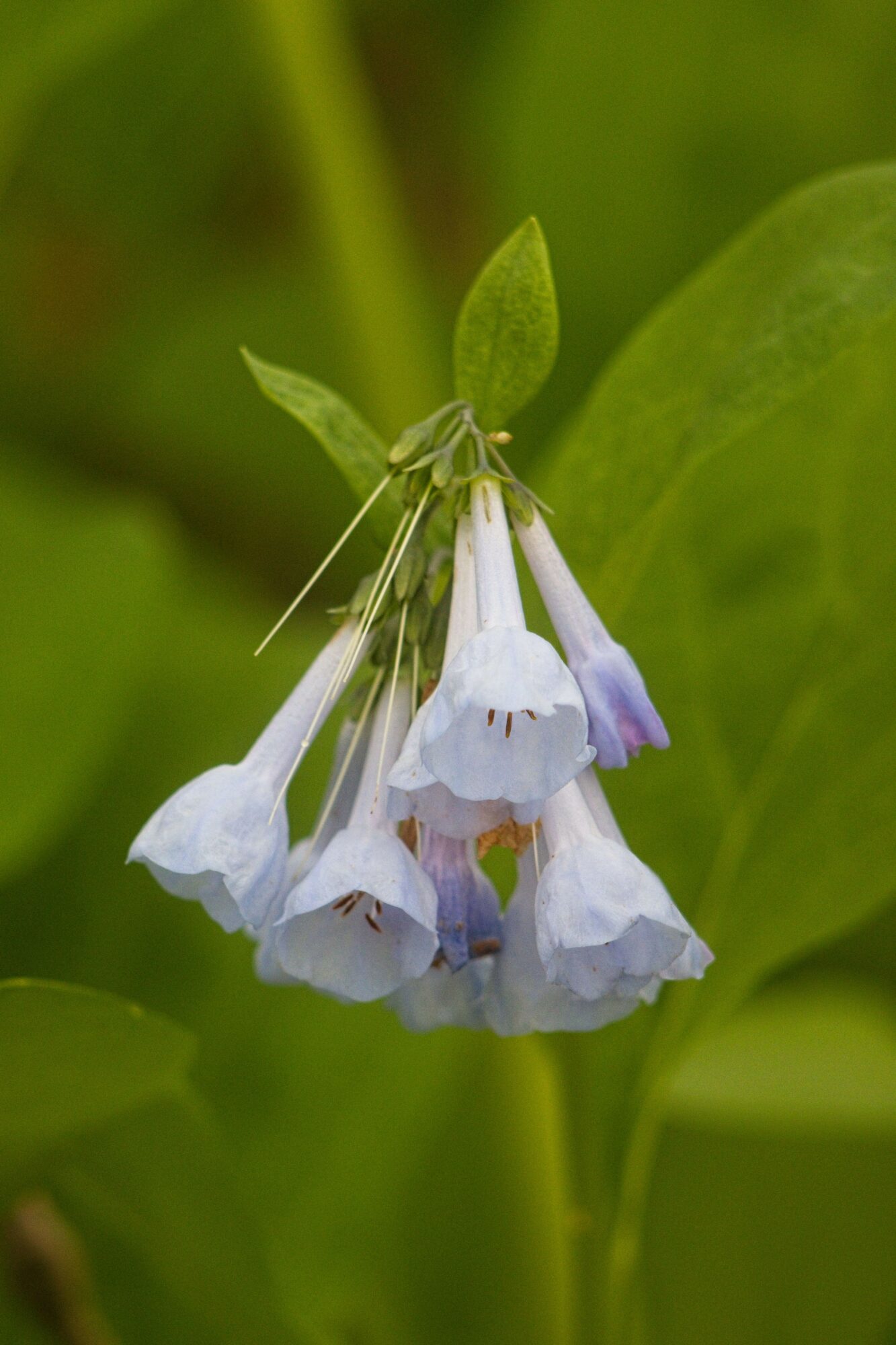 Close-up of a cluster of bell-shaped white and purple flowers hanging from a green plant with leaves in the background.