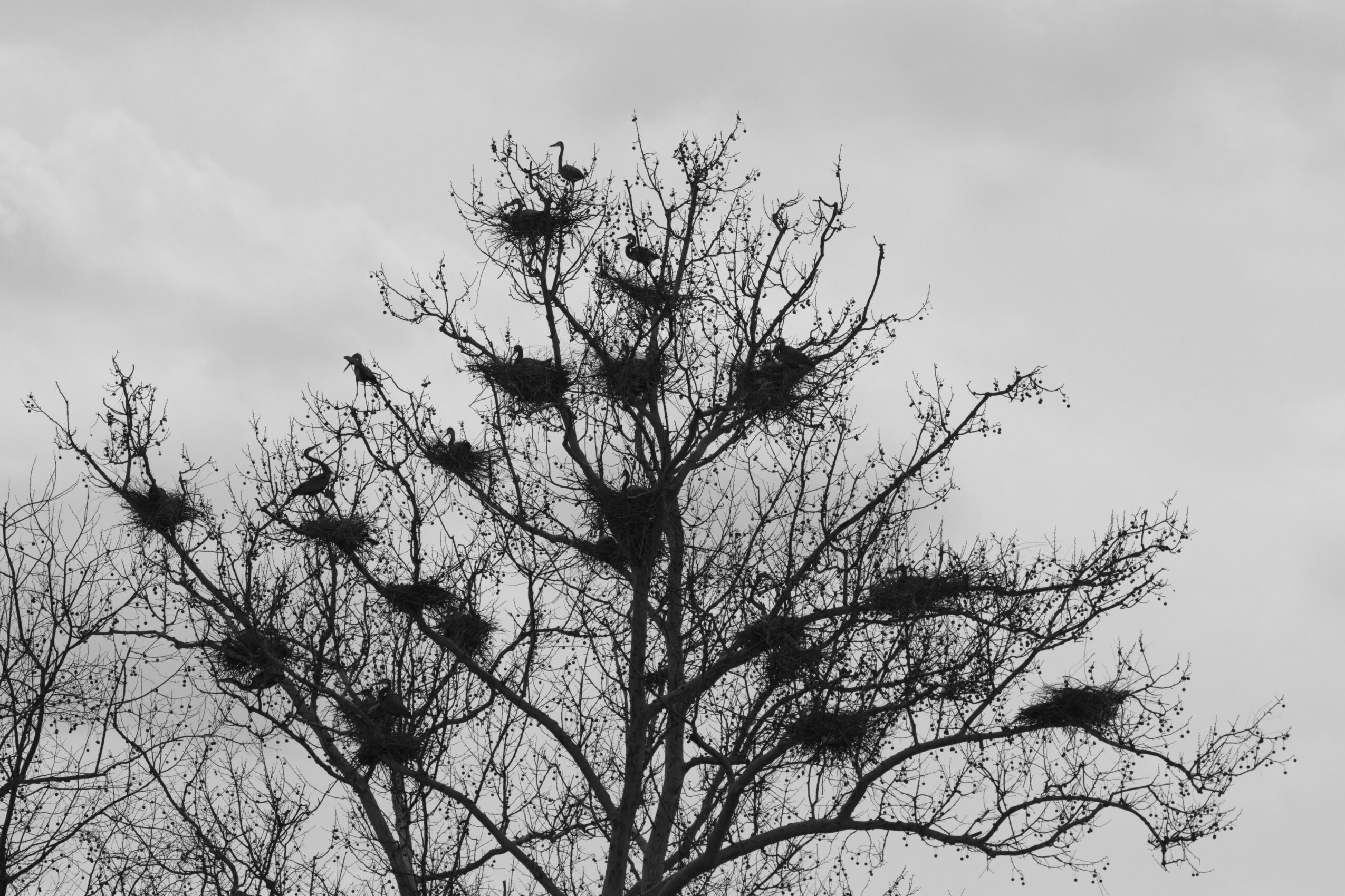 Tree with numerous nests and birds on branches, against a cloudy sky, in black and white.