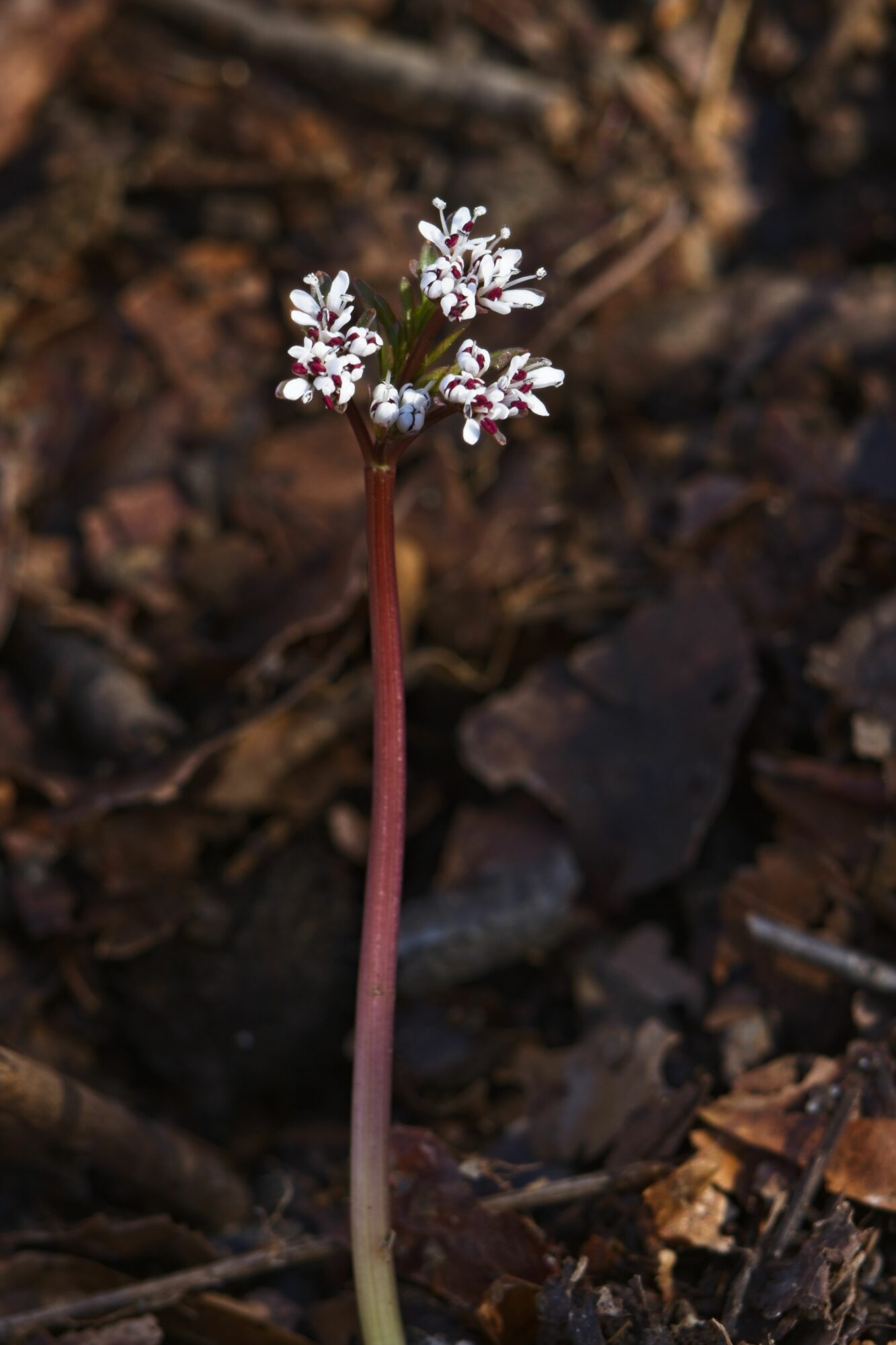 Single plant with small white flowers on a tall, thin stem against dark soil background.
