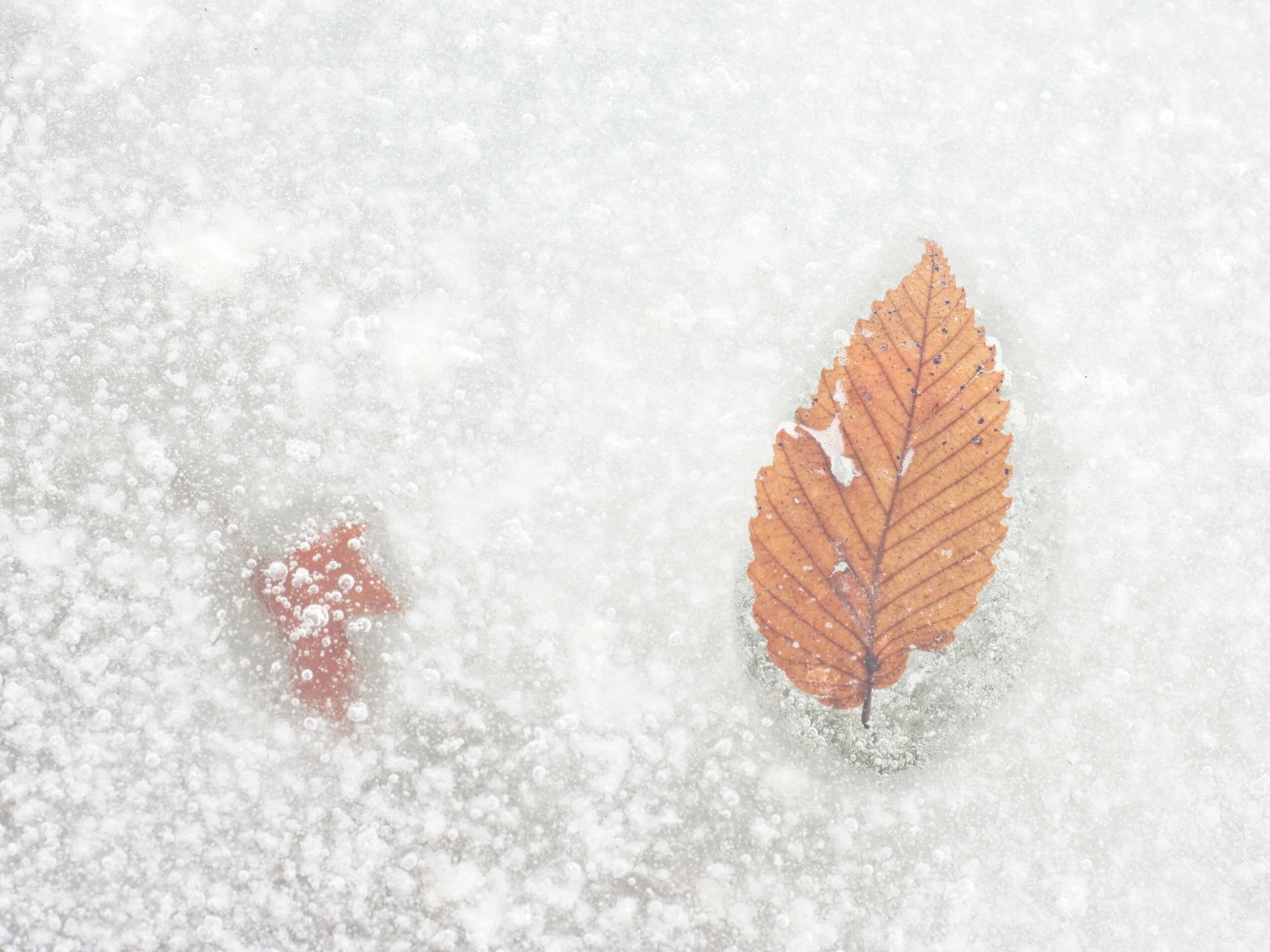 A leaf and a small object on snow, with snowflakes around, viewed from above.