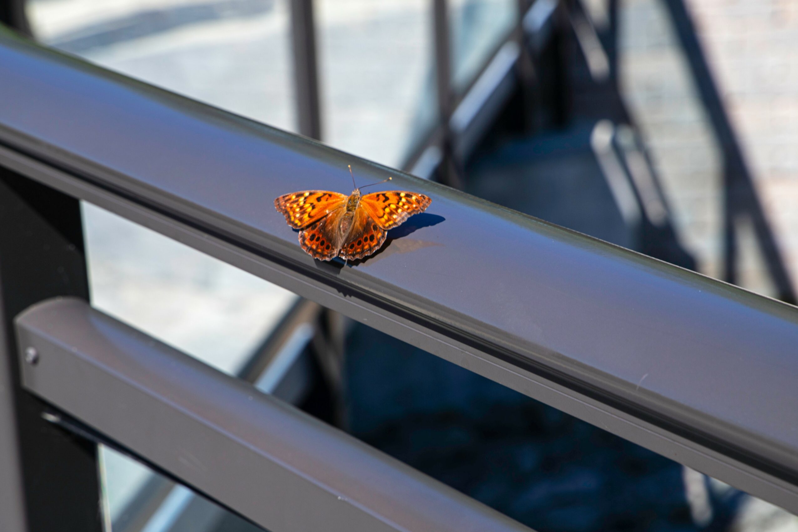 Orange butterfly resting on a metal railing with a blurred background of glass and metal structures.