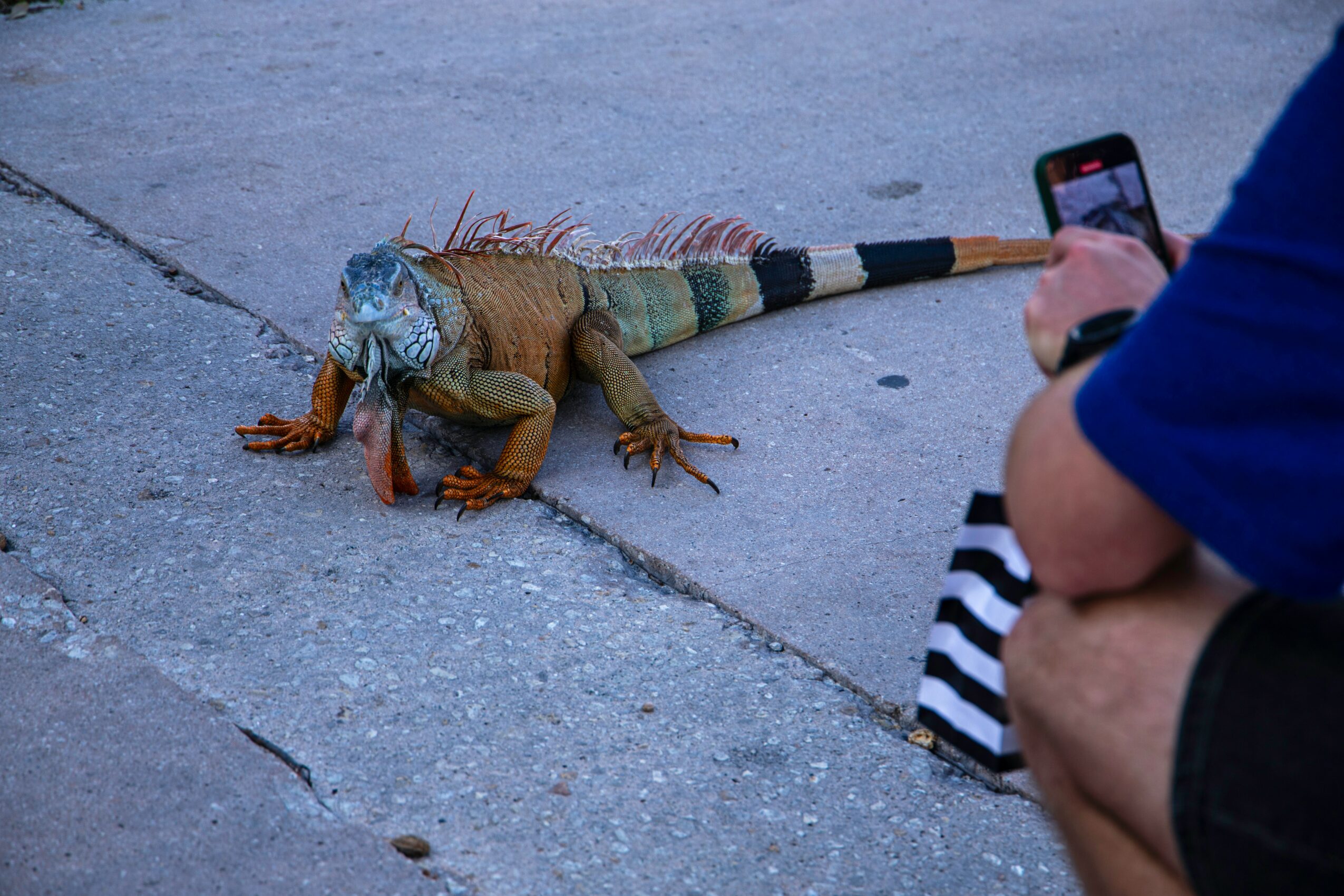 Person taking a photo of a large iguana on the ground with a smartphone, on a concrete surface.