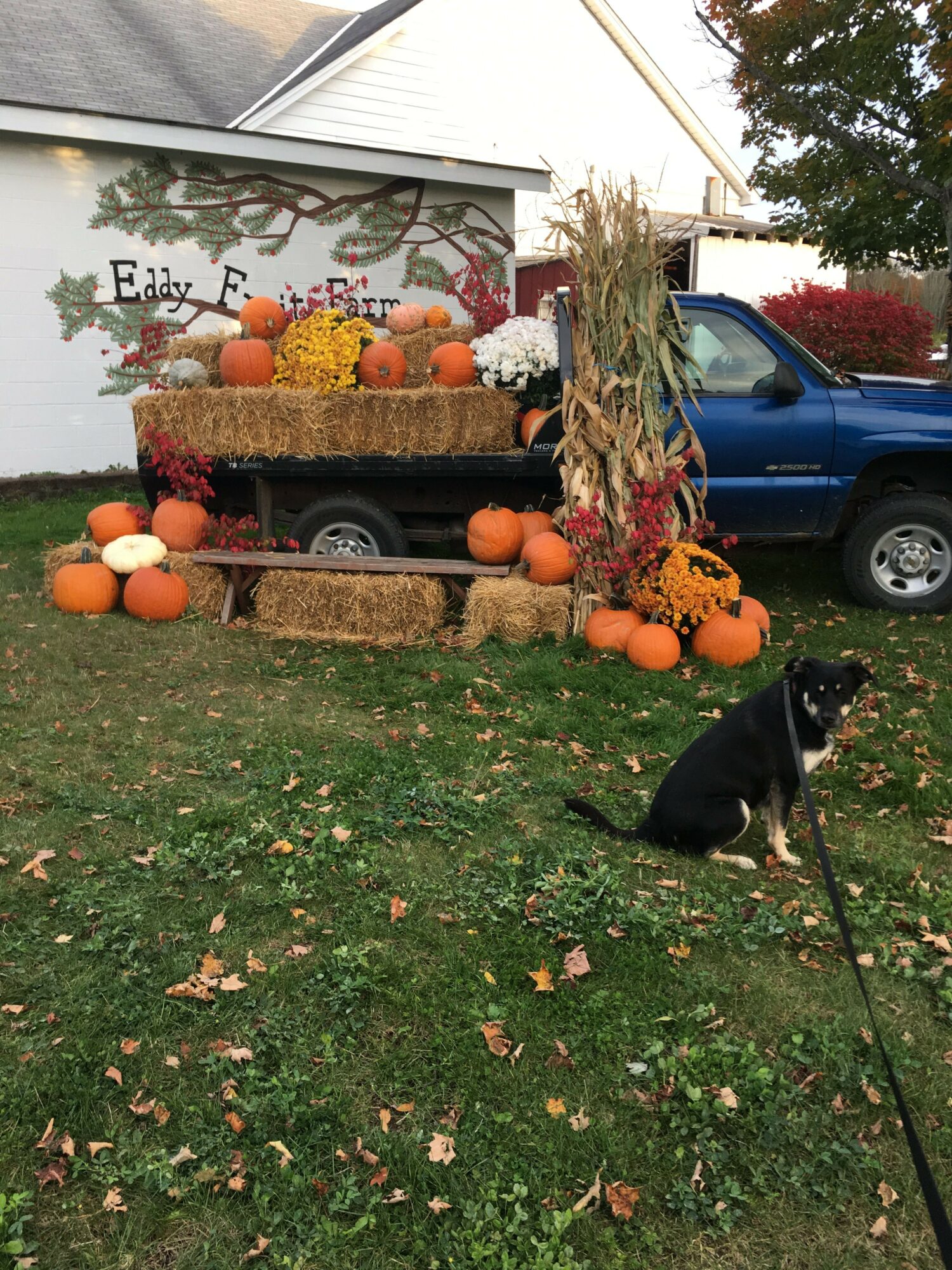 Fall display with pumpkins, flowers, and dried plants on a grassy area, with a black dog on a leash nearby.