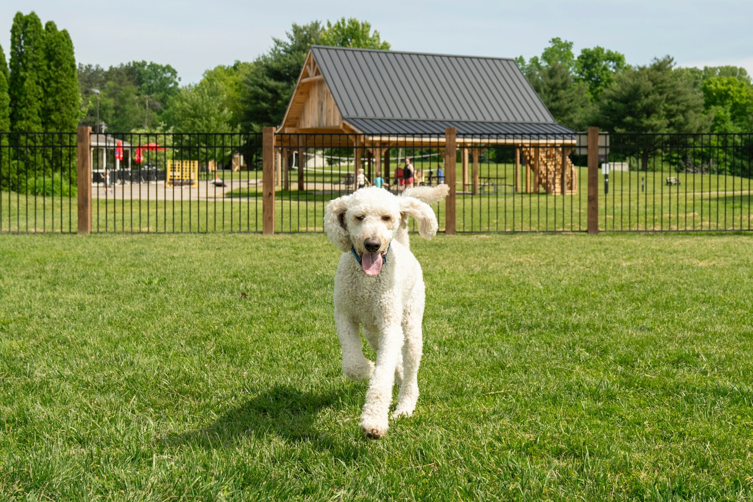 White dog running on grass in front of a fenced area with a wooden shelter, trees, and a playground in the background.