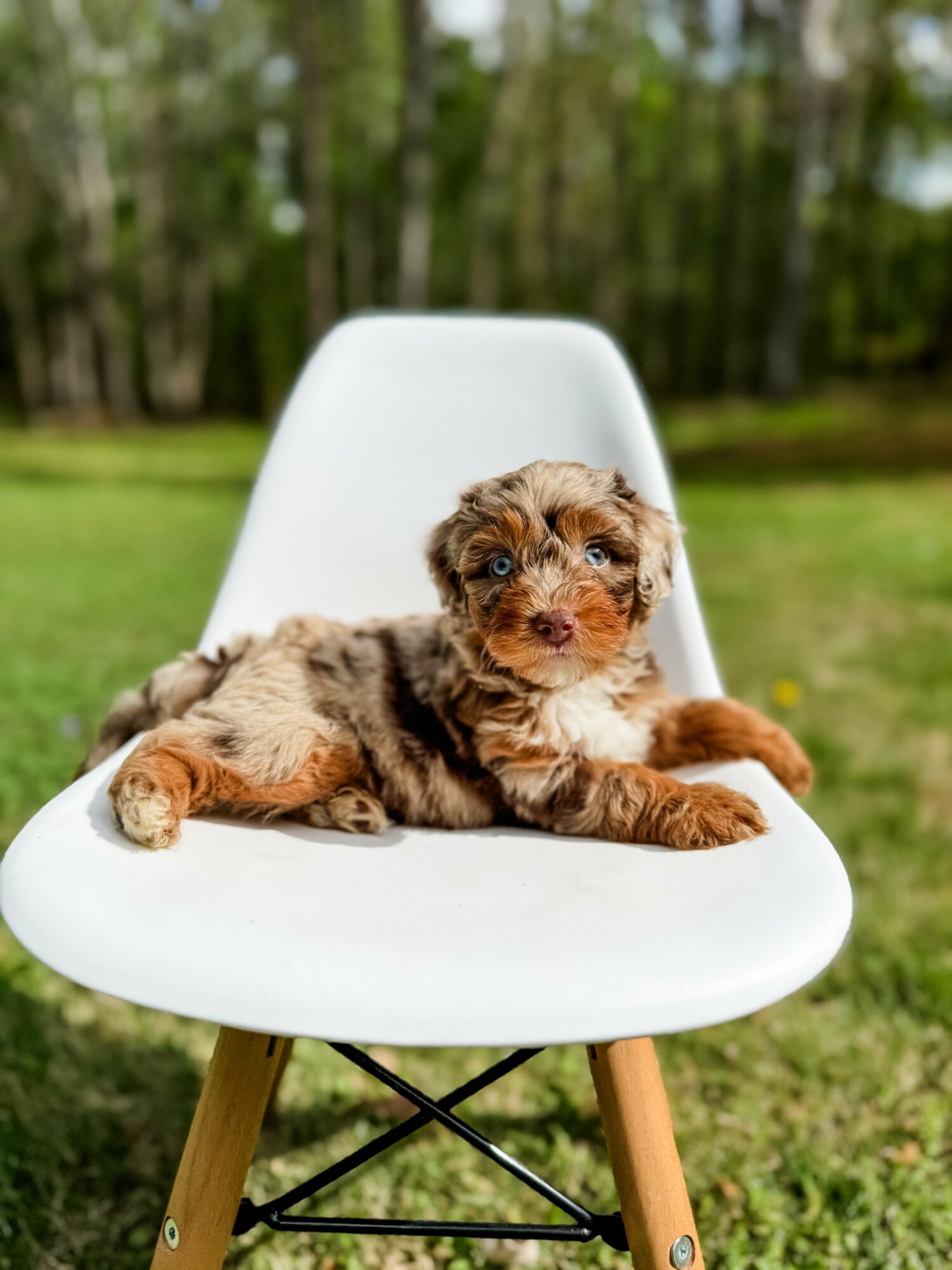 Small puppy with brown and black fur lying on a white chair outdoors, with trees and grass in the background.