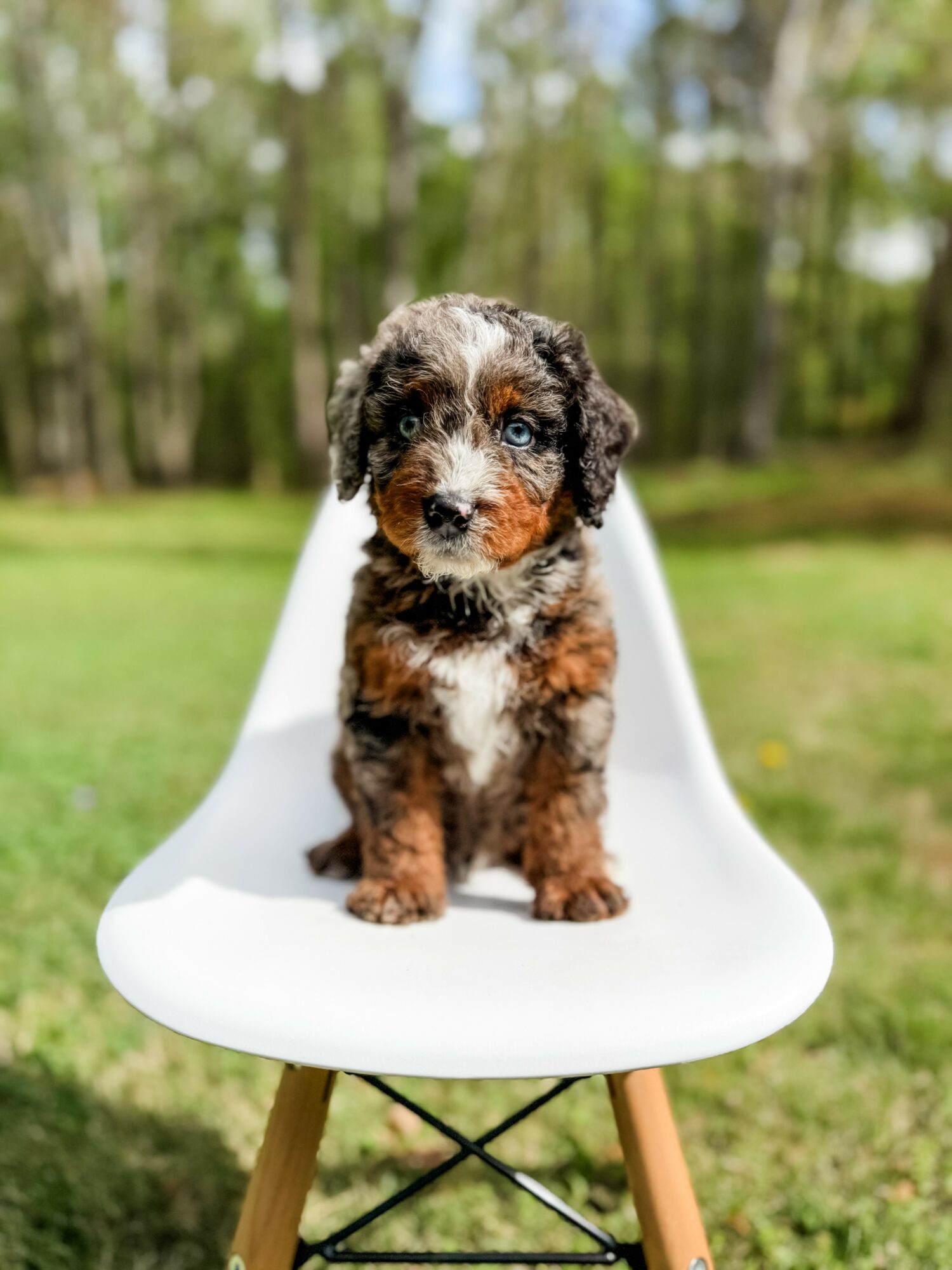 Small puppy with black, brown, and white fur sitting on a white chair outdoors, trees and grass in background.