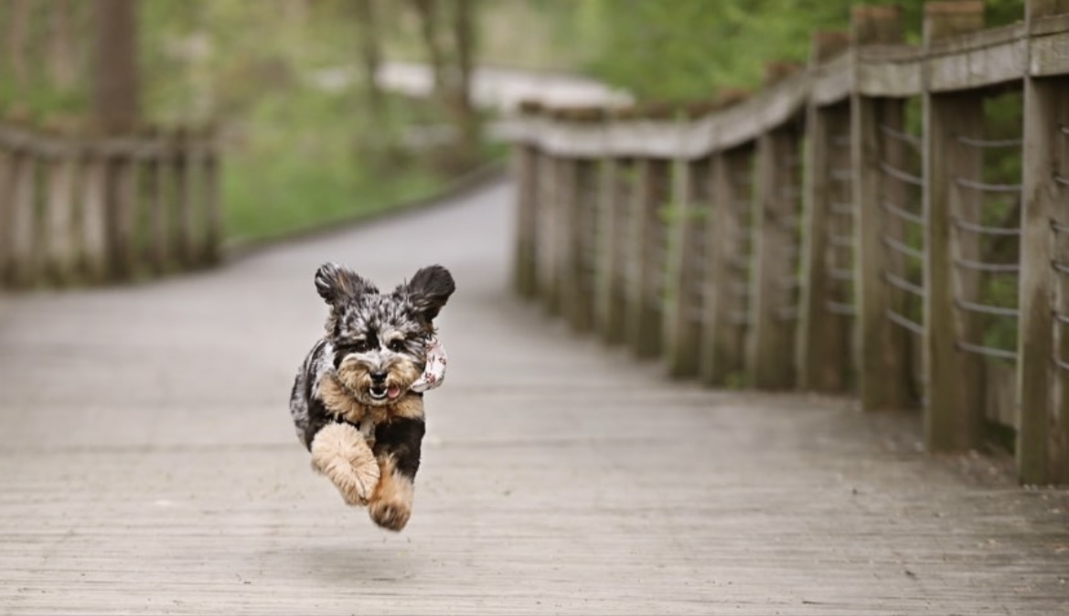 A small dog running on a wooden pathway with a fence on the side, surrounded by greenery.