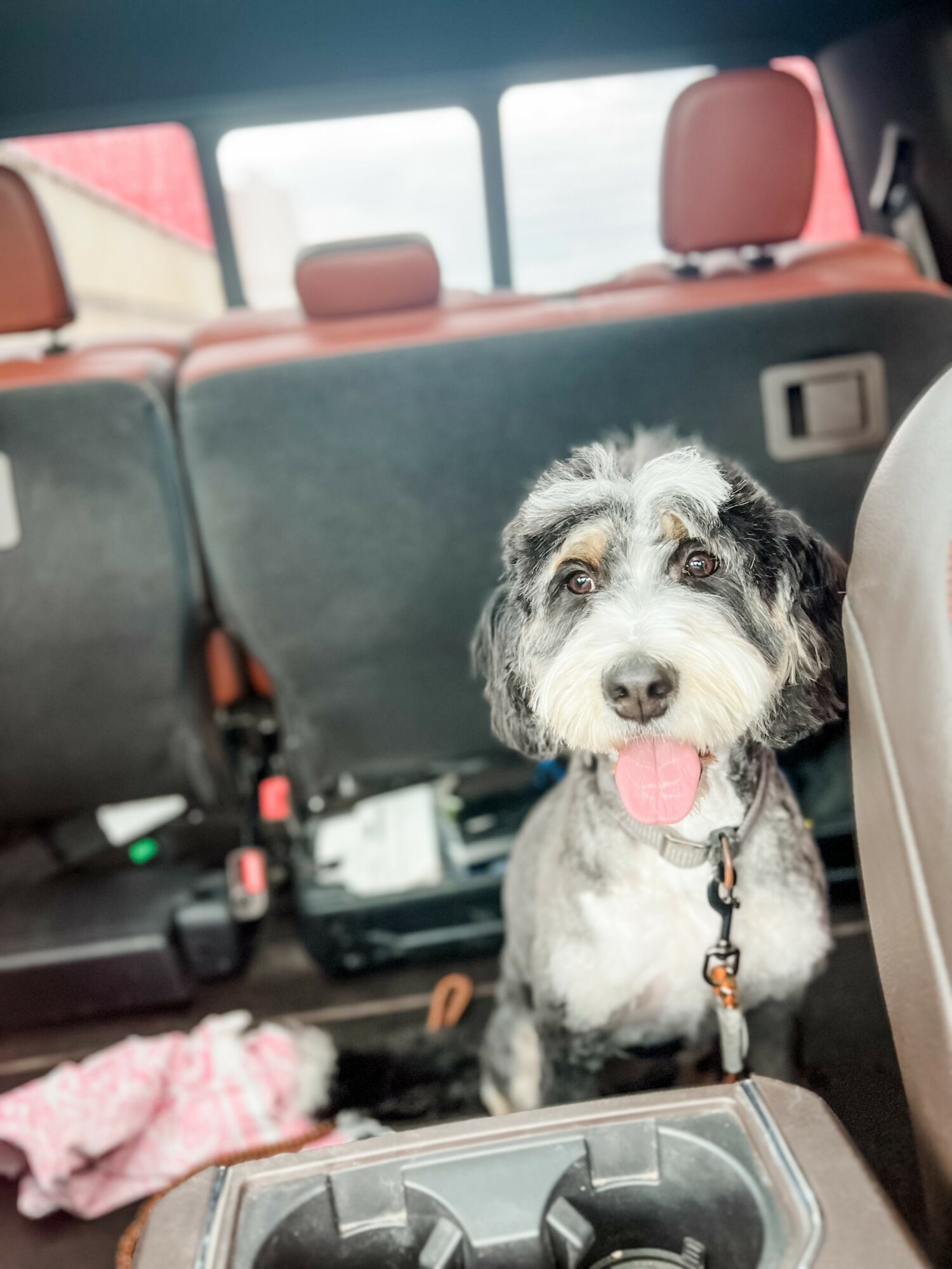 Dog with a gray and black coat sitting in the back of a vehicle, looking at the camera with tongue out.