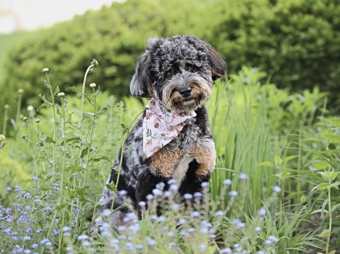 Dog with a floral bandana sitting in a grassy field with green bushes in the background.