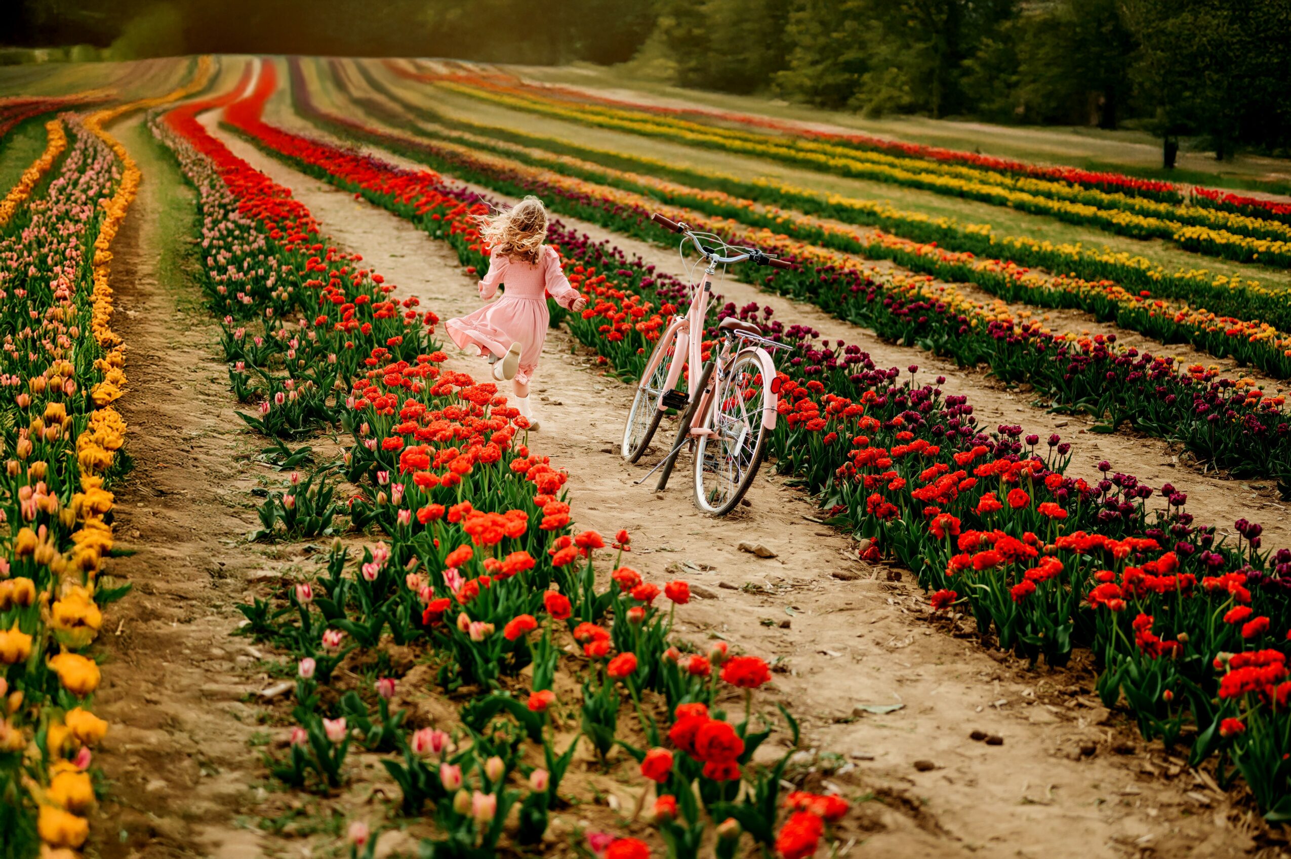 Child in pink dress walking along flower rows in a colorful tulip field, with a bicycle nearby, under a cloudy sky.