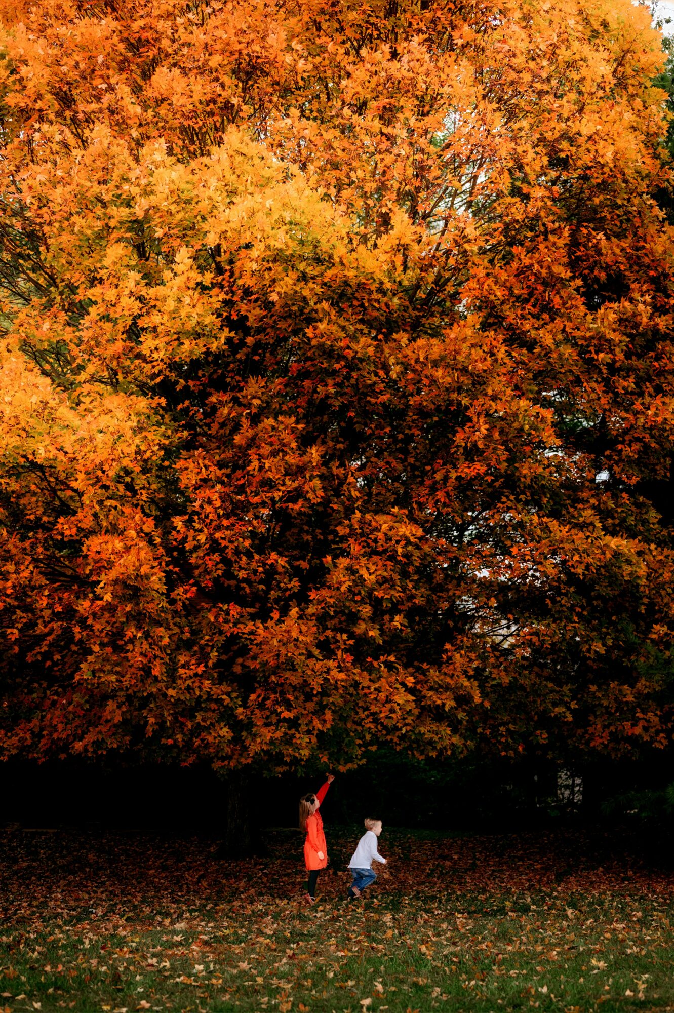 Two people, one adult and one child, stand on grass beneath large orange and yellow autumn trees.