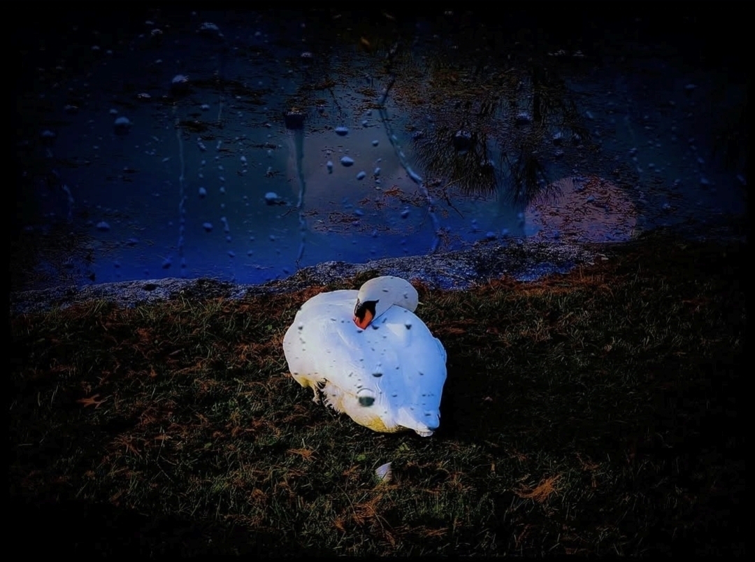 Swan resting on ground near a rain-covered window with a dark background.