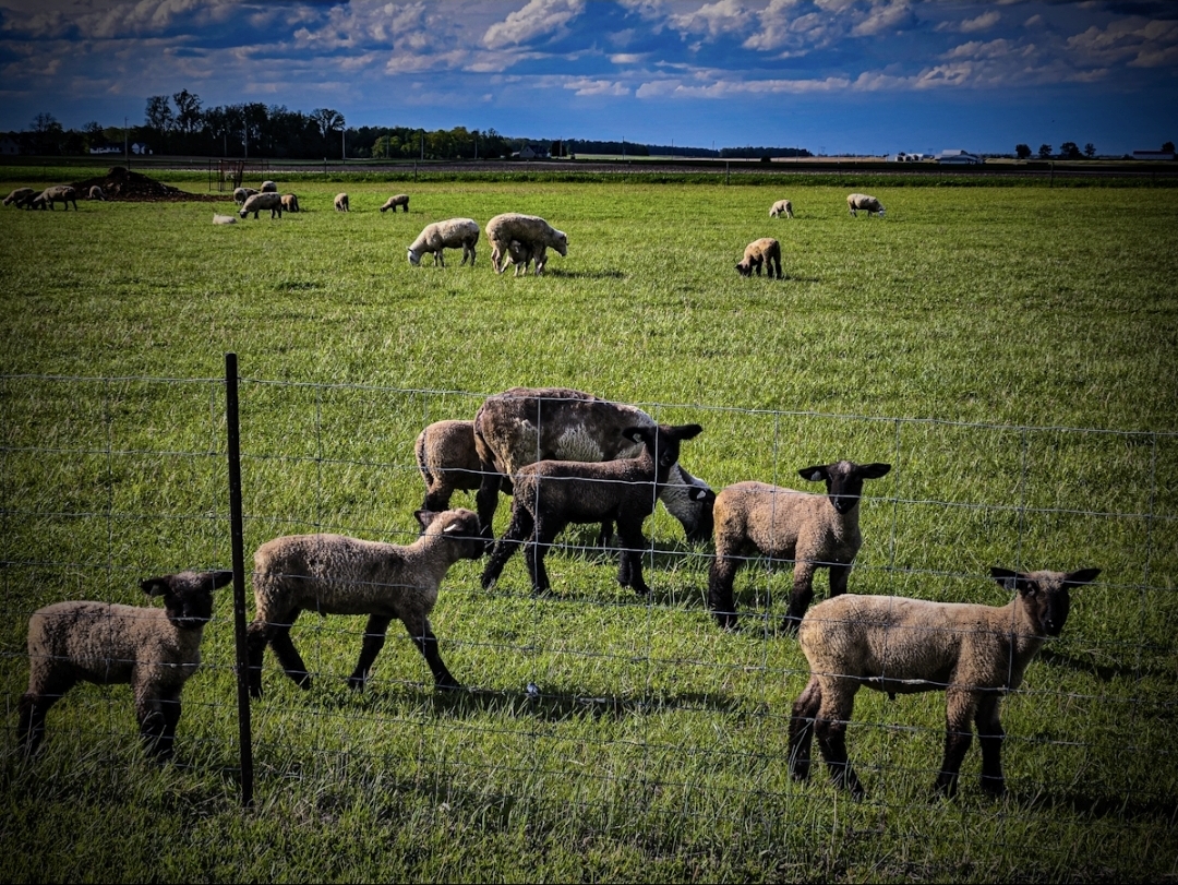 Sheep and lambs grazing in a green field with a fence, under a partly cloudy sky.