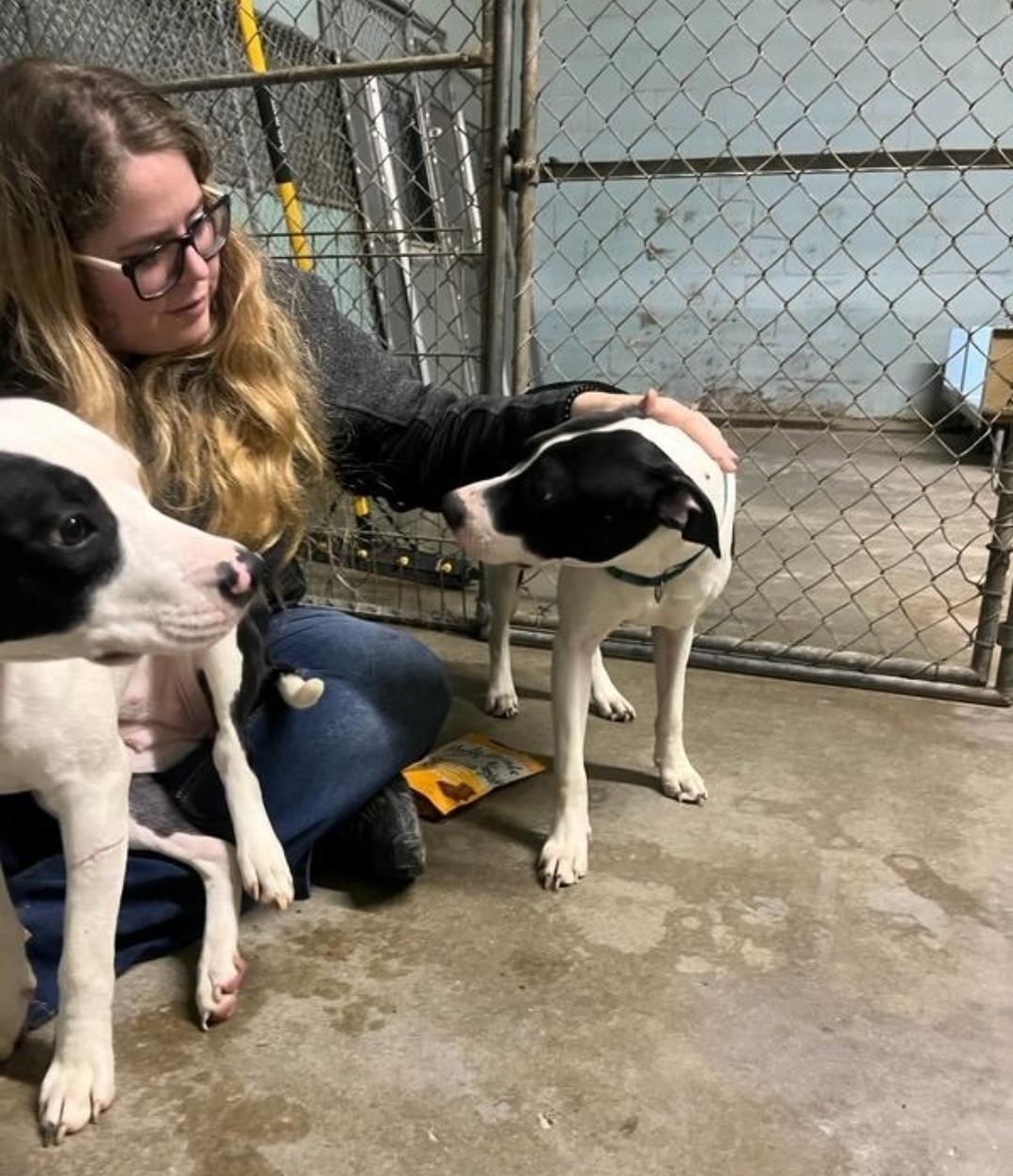 Person with glasses petting two black and white puppies in a kennel area.