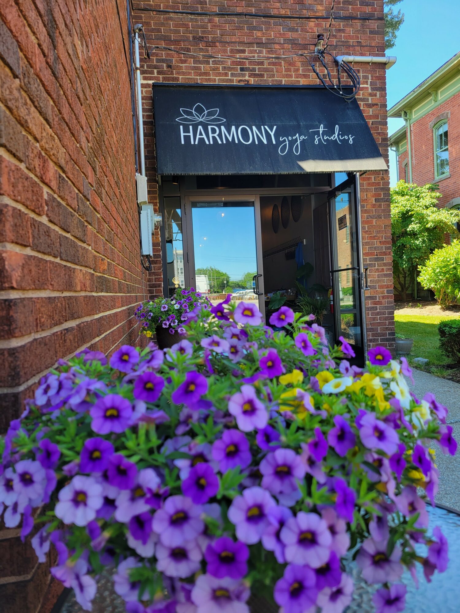 Close-up of purple and white flowers in front of a brick building with a black awning that reads 'HARMONY' and some text.