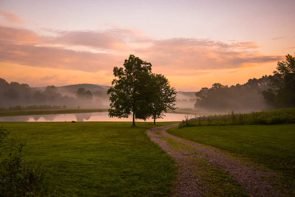 Tree near a lake with mist, sunset sky, grassy path, and distant trees.