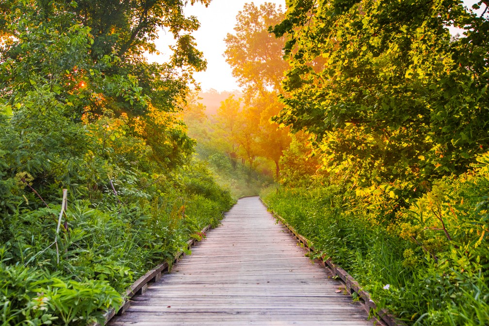 Wooden pathway through lush green trees with sunlight filtering through, leading into a bright, autumn-colored forest.