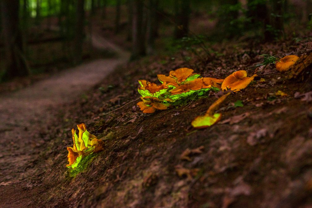 Cluster of orange mushrooms growing on a forest floor with a dirt path in the background.