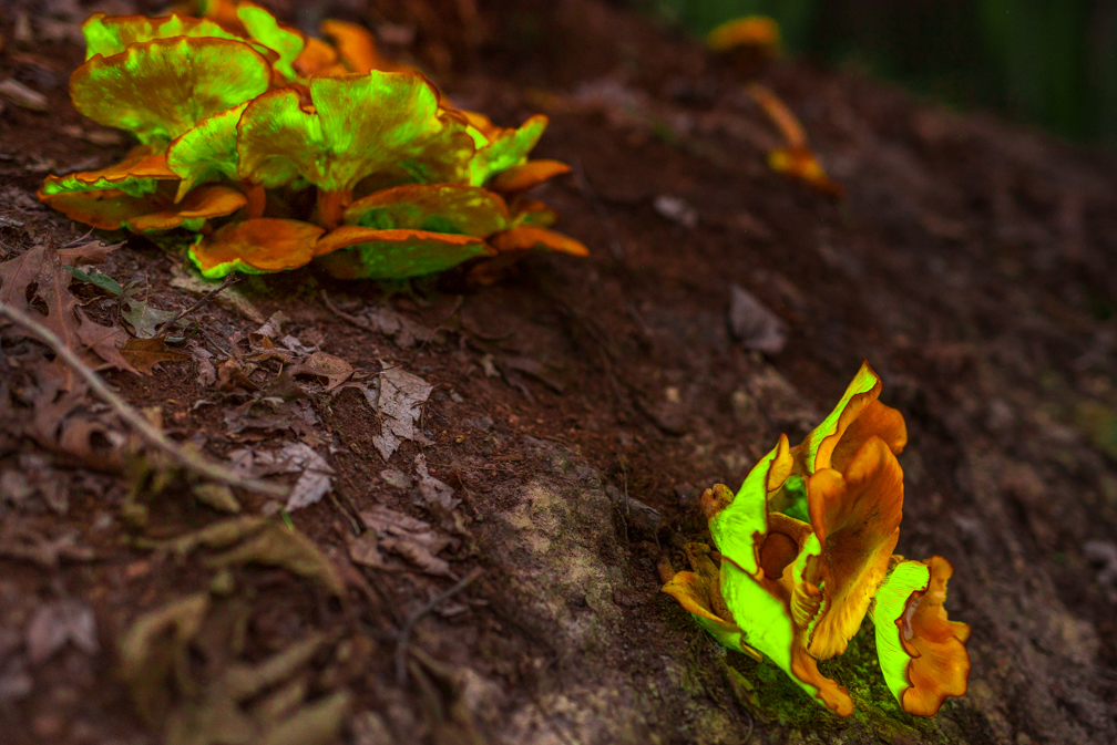Bright green and orange fungi growing on dark soil surface, with blurred background.