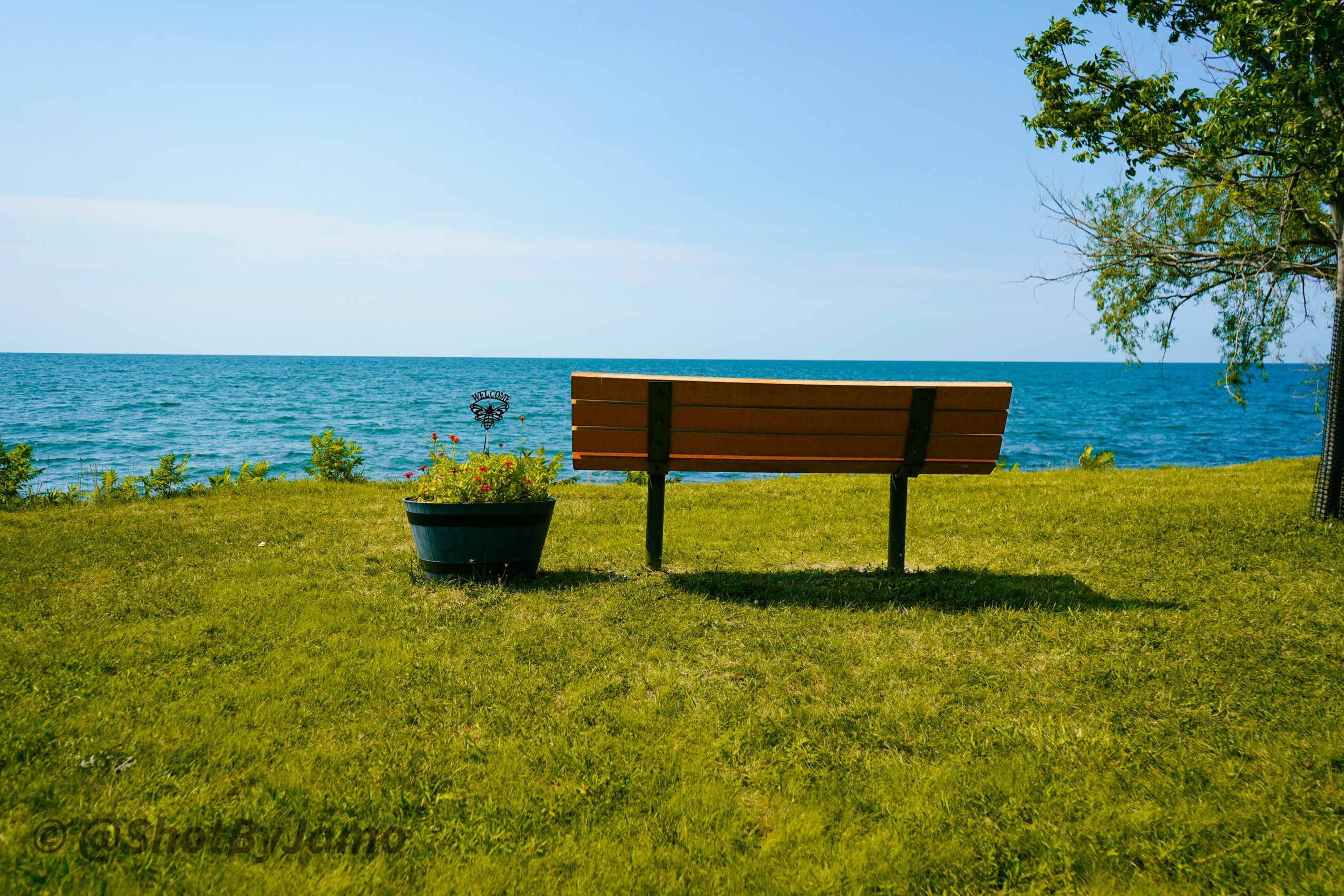 Bench facing water with a potted plant nearby, on grassy area by the ocean, with a tree on the right.