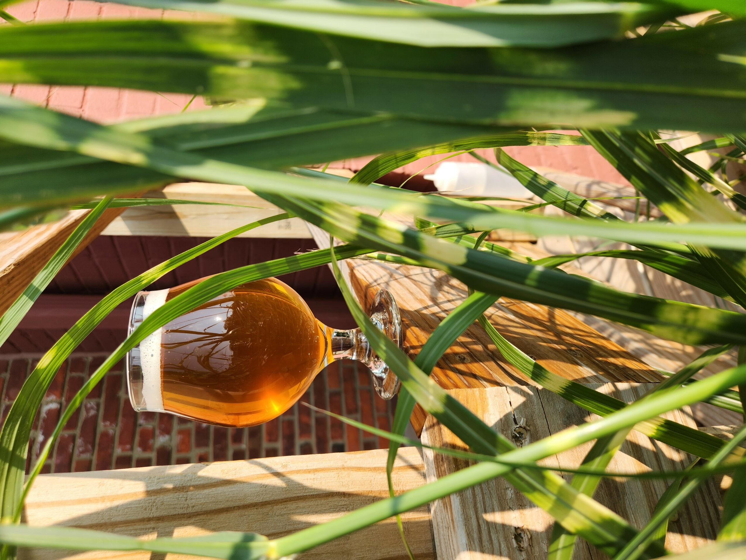 Glass of amber-colored liquid on a wooden surface among green plants, with a brick wall in the background.