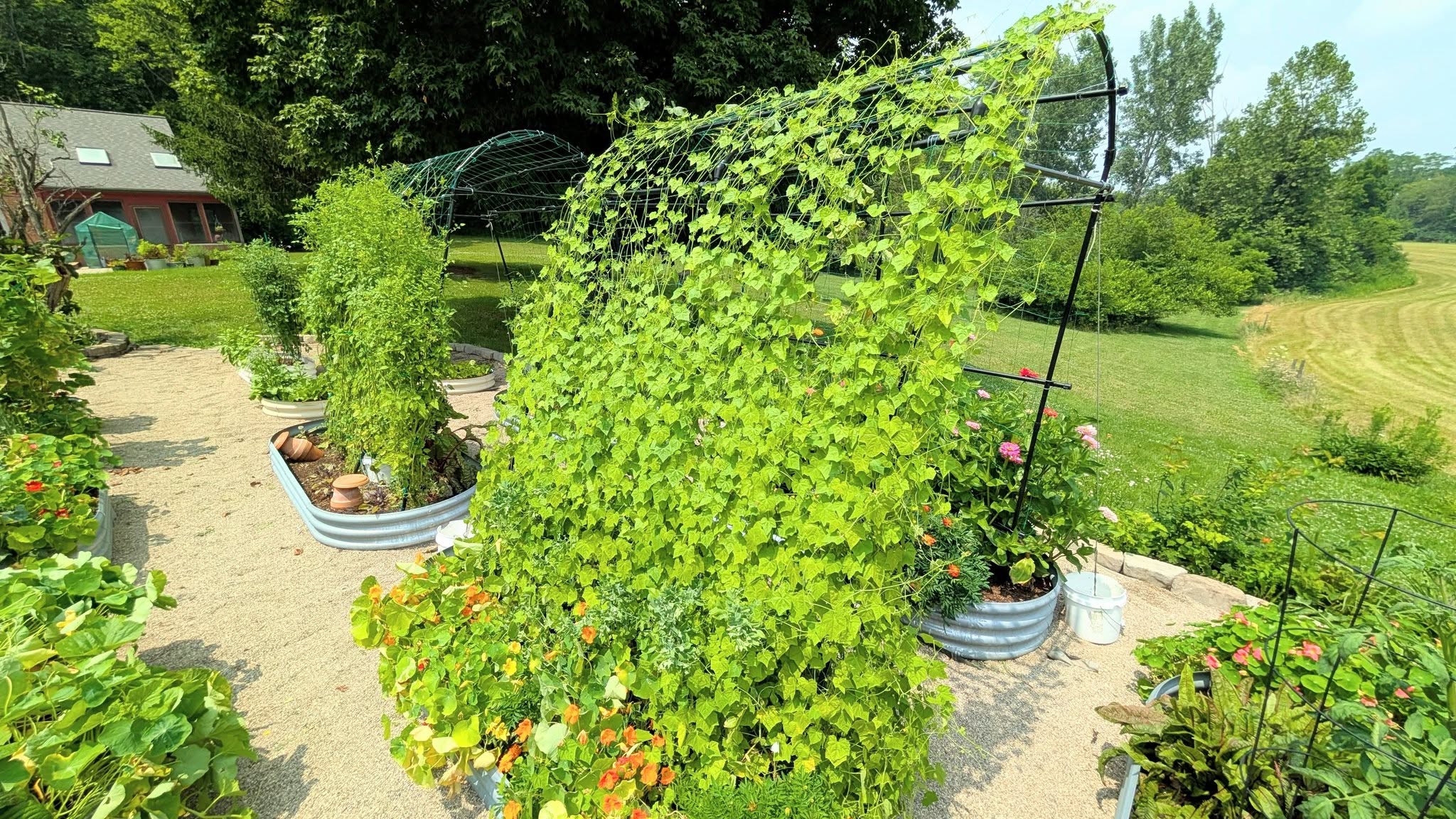Garden with lush green plants, raised beds, and a gravel pathway in a sunny outdoor setting.