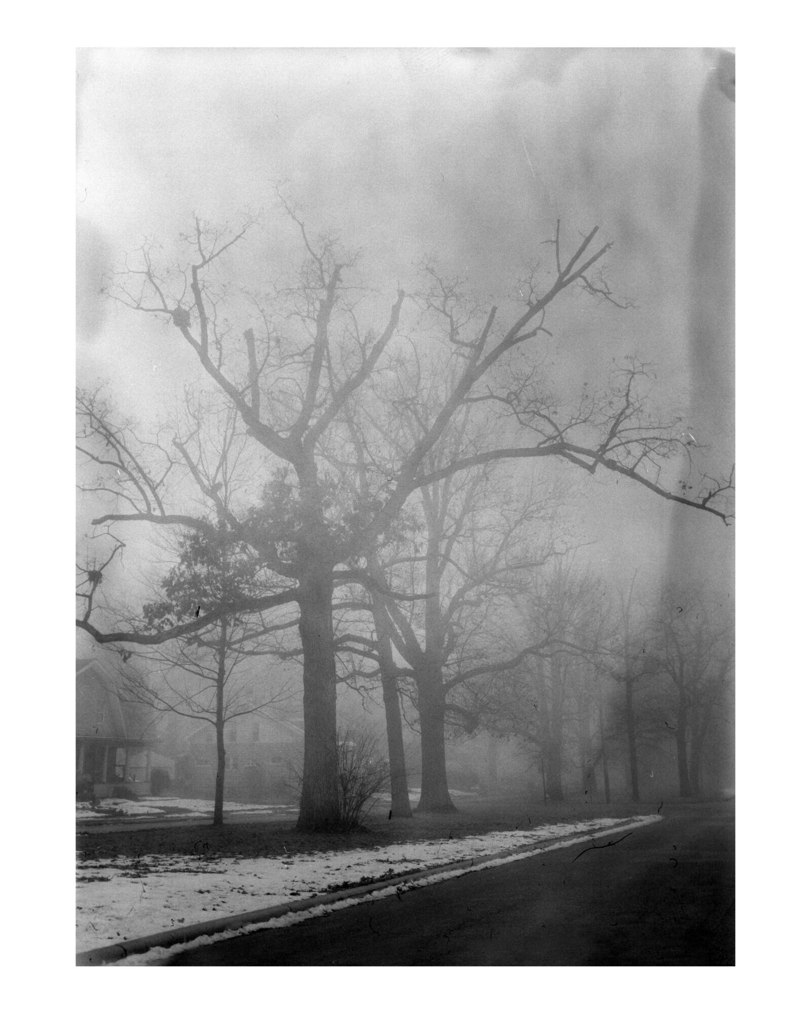 Bare trees along a foggy street with snow, in black and white, with a cloudy sky.