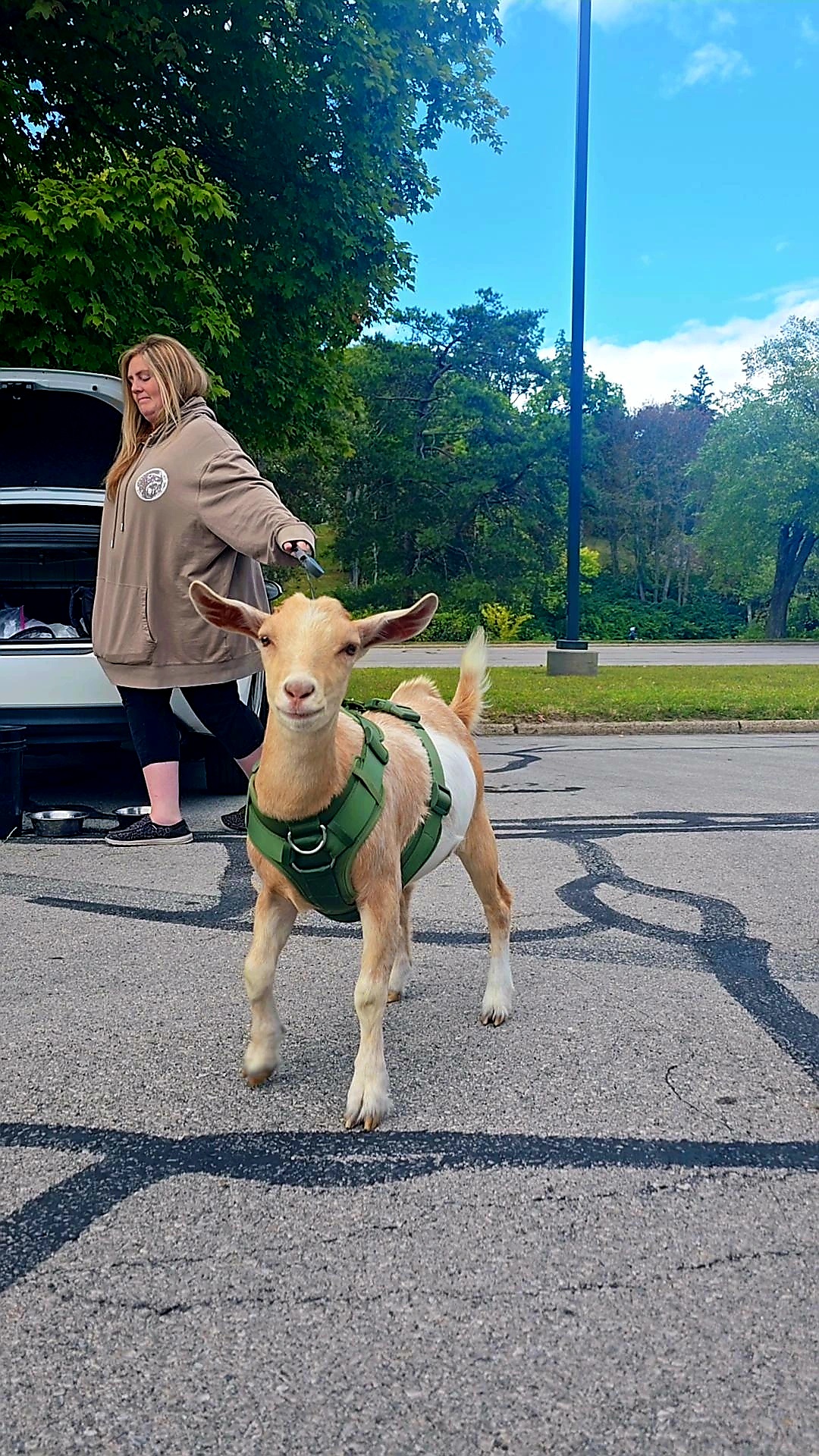 Person standing near a goat in a parking lot, with trees and blue sky in the background.