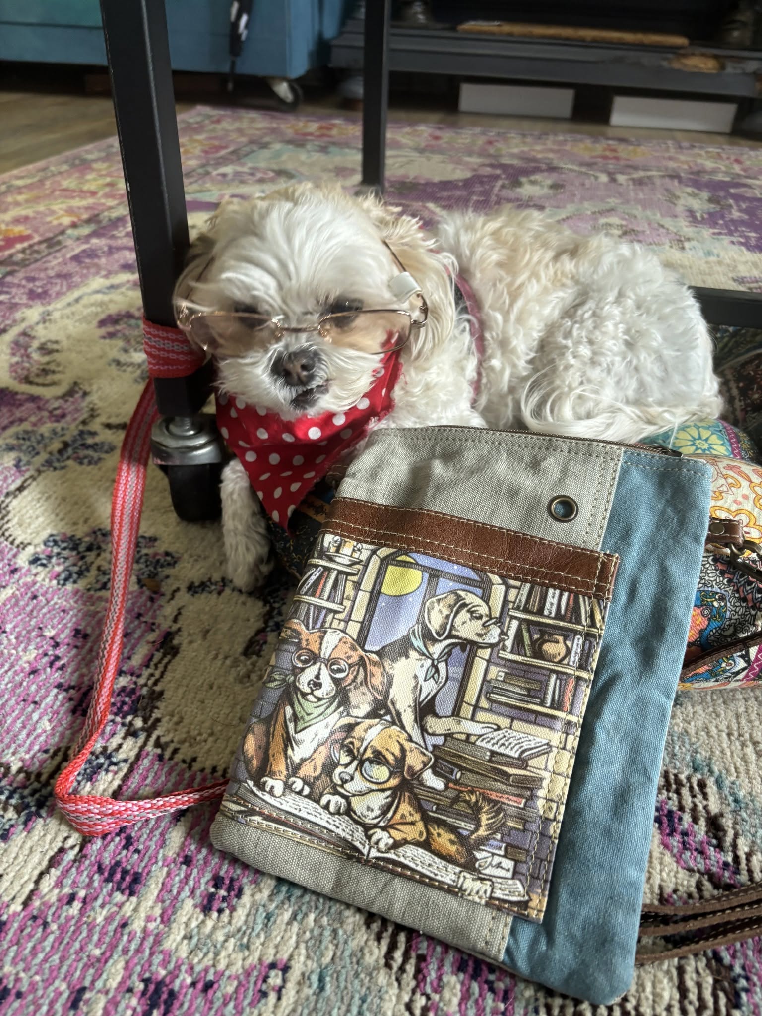 Small dog with glasses and a red polka dot bandana lying on a colorful rug next to a bag with a library scene illustration.