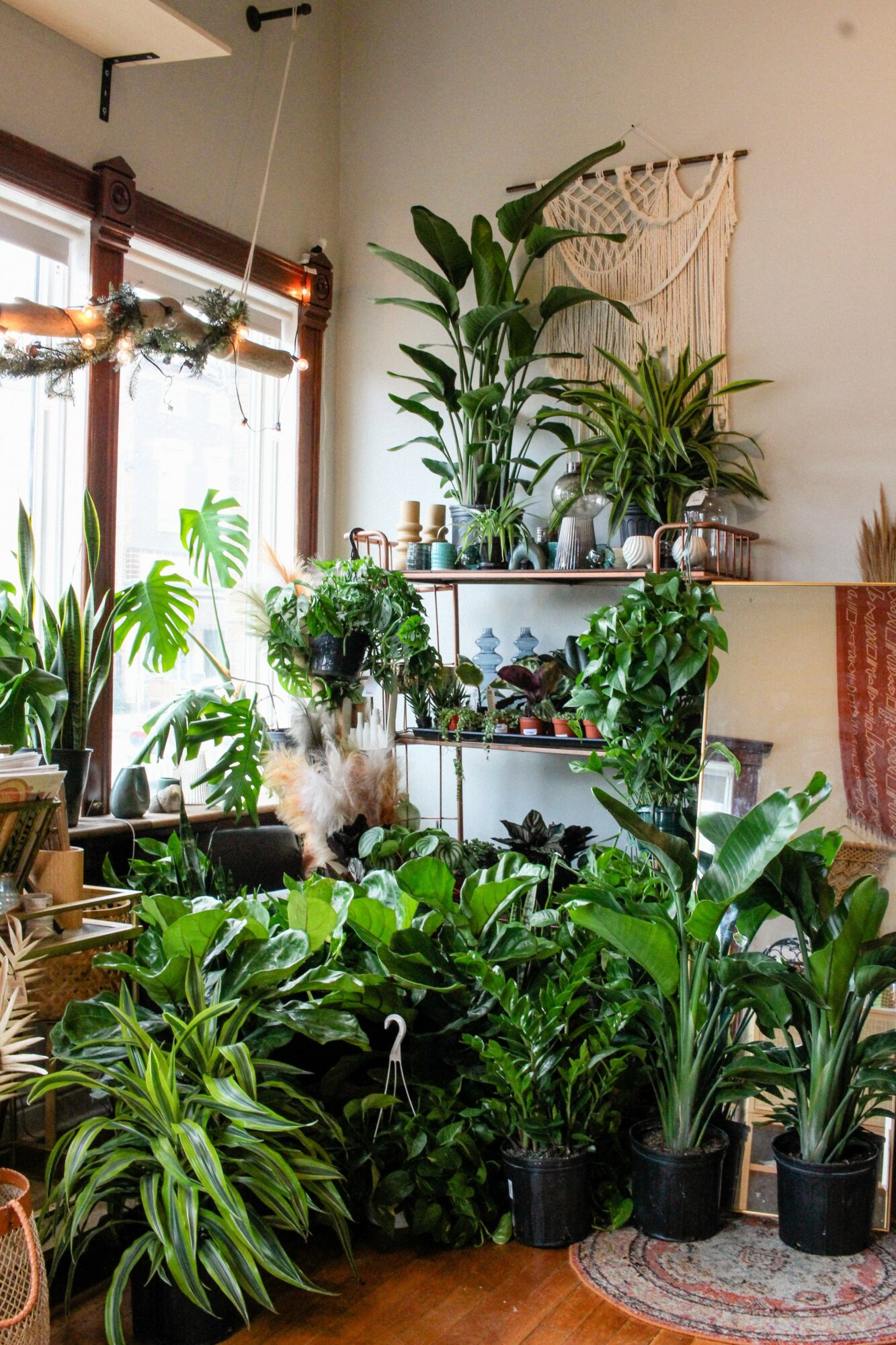Indoor space filled with various potted plants on shelves and the floor, with a window and decorative wall hanging in the background.