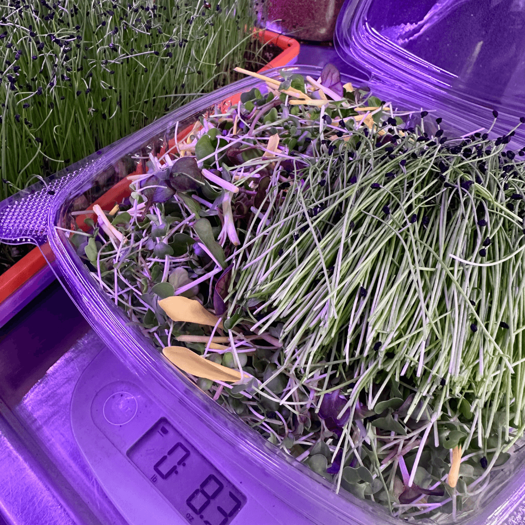 Seedlings and microgreens in a plastic container under purple grow lights, with a digital scale showing 0.82 grams.