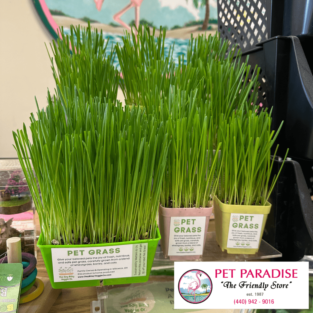 Multiple pots of green pet grass plants on a table, with a sign reading 'Pet Paradise' in the background.