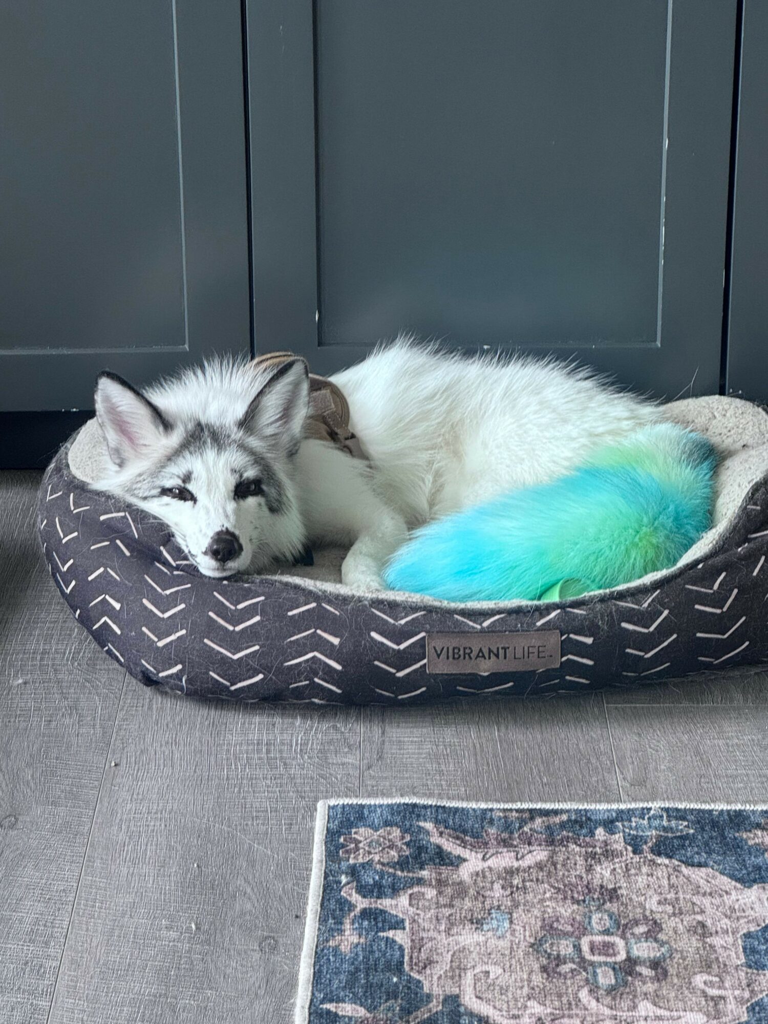 Small dog lying in a patterned pet bed on a gray floor, next to a rug with a floral design.