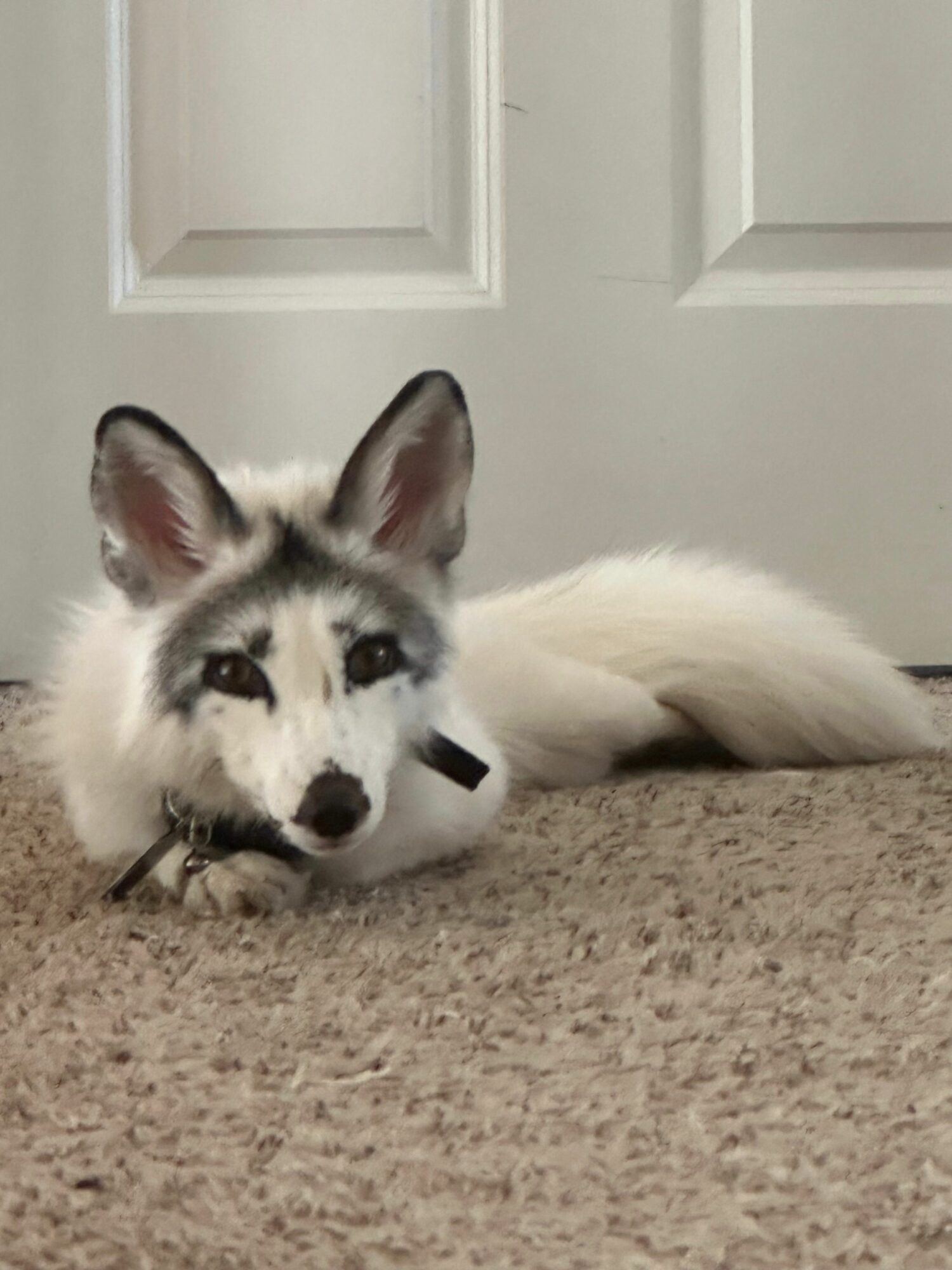 Siberian Husky puppy lying on carpet with head resting on the floor, facing camera, ears up, and eyes open.