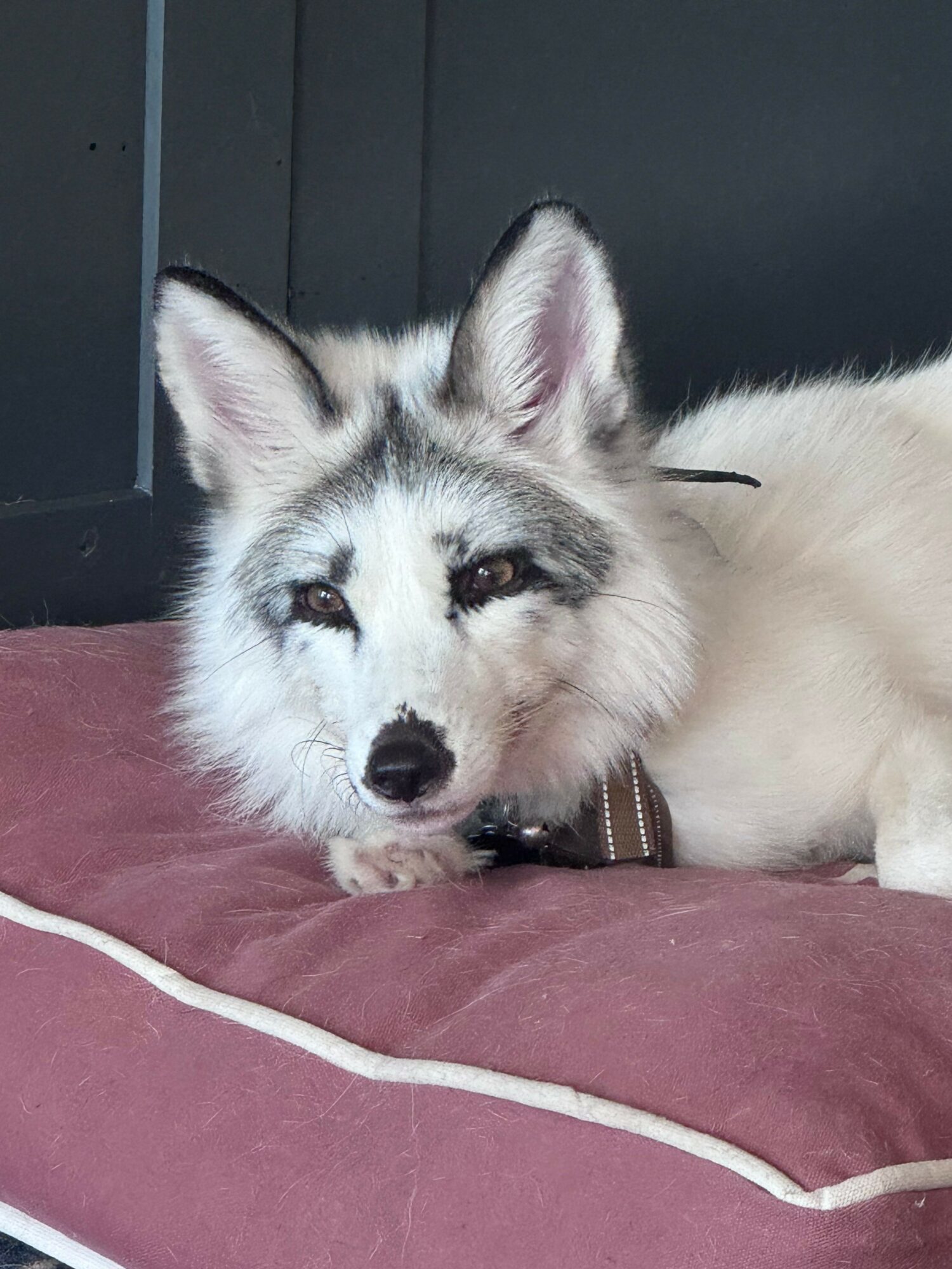 A puppy with gray and white fur lying on a pink surface, looking at the camera with ears perked up.