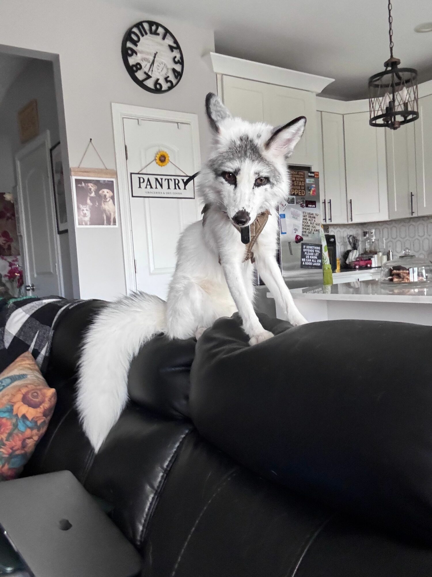 White and gray cat stretching on a person's lap indoors, with a clock and framed picture on the wall behind.